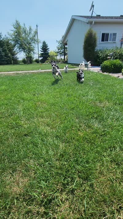 Boy 4 "Clifford", a male Miniature Bernedoodle for sale in Atlanta, IN – 4 of 10