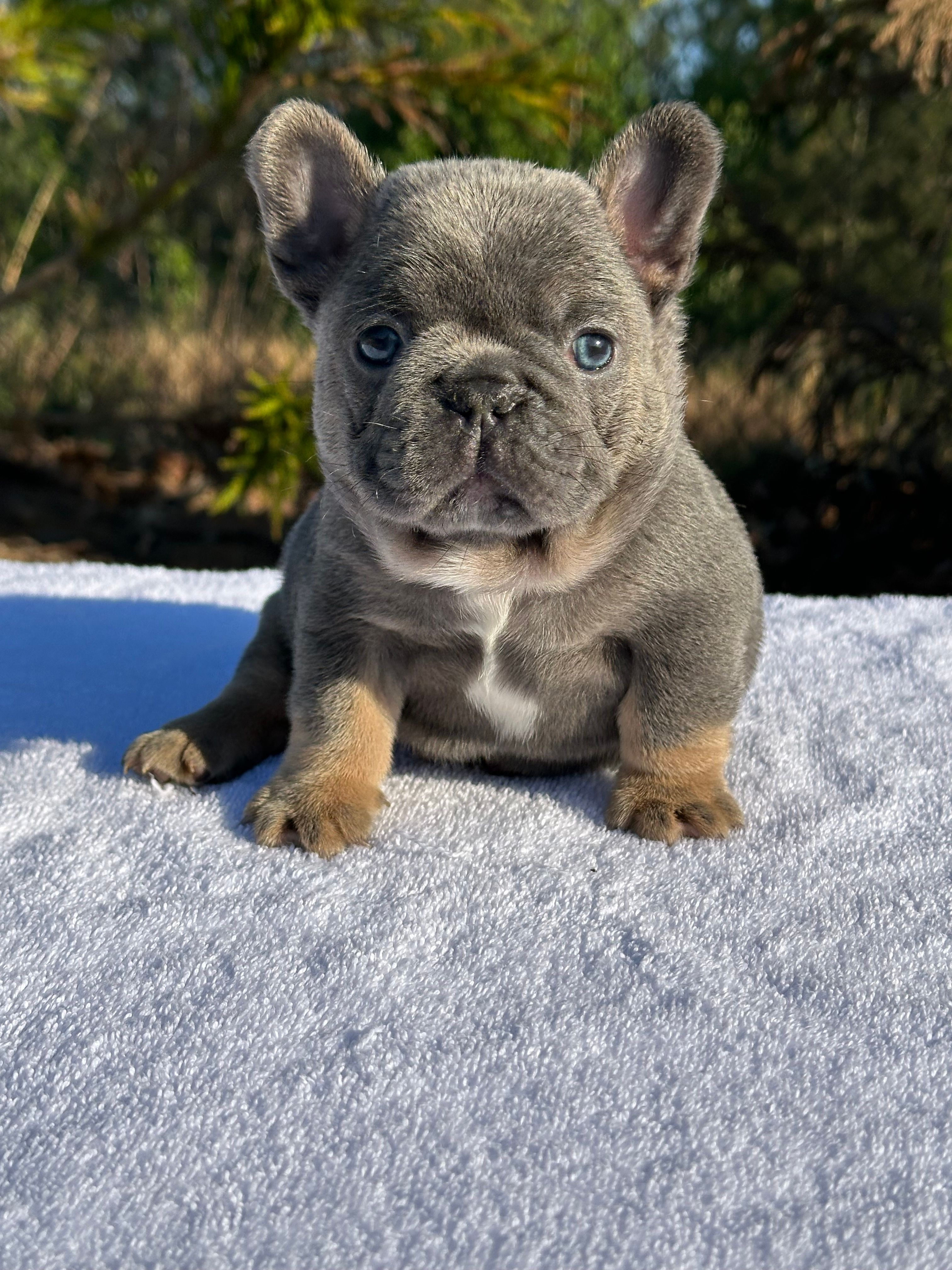 Ben – French Bulldog puppy for sale in Decatur, GA