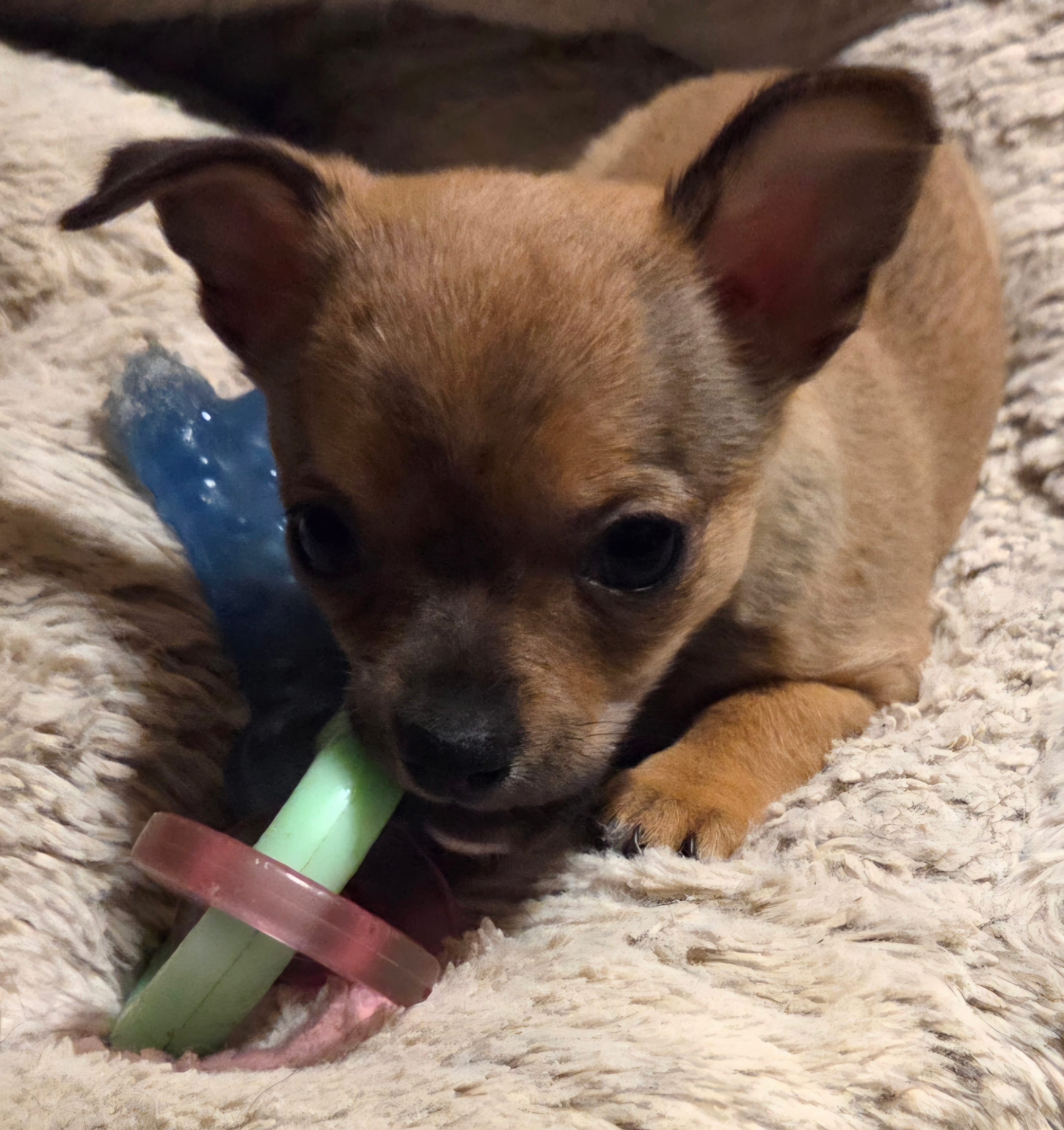 Clarity female – Chihuahua puppy for sale in Winchester, VA