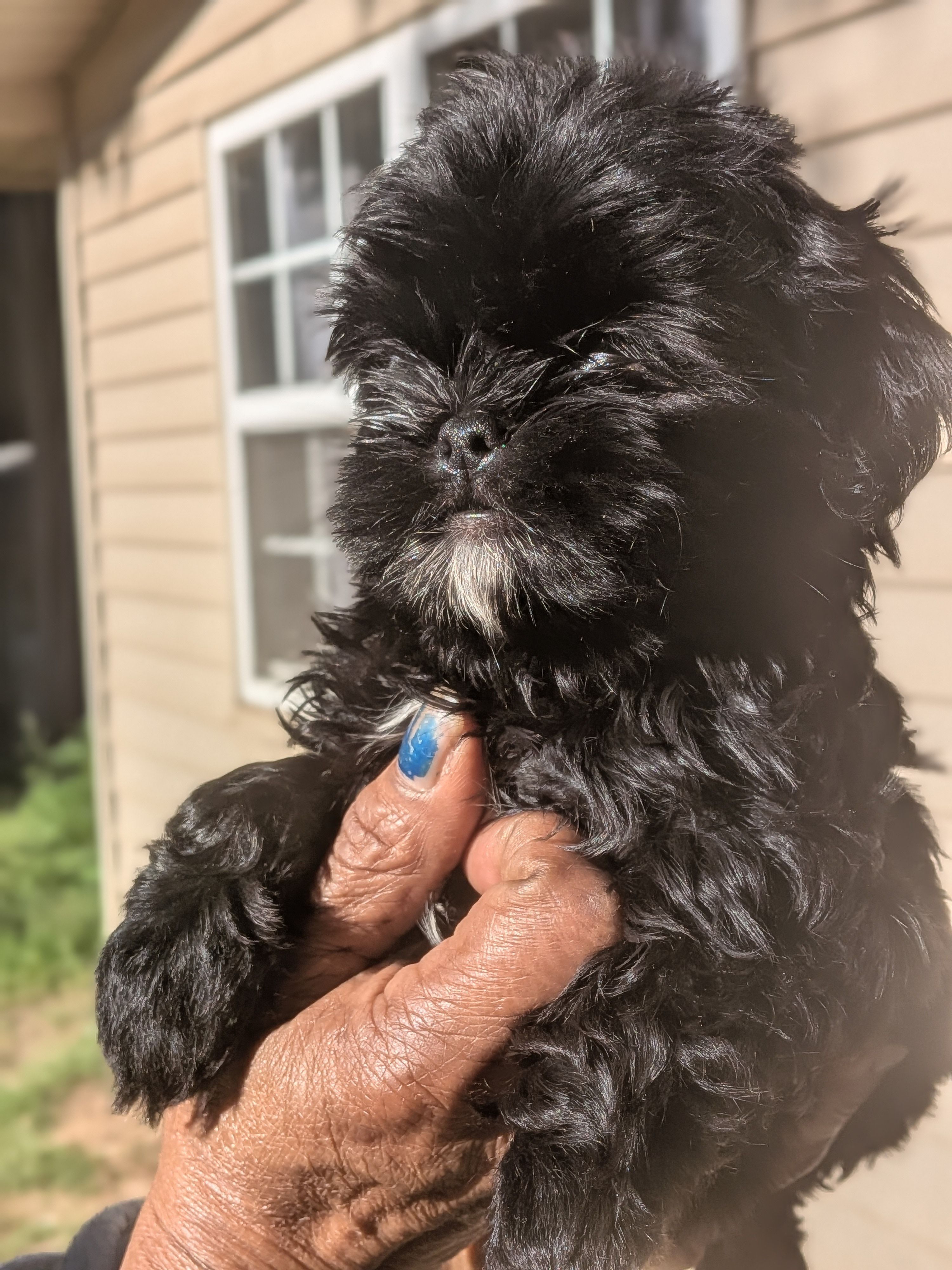 Kimme, a female Shih Tzu and Shichon for sale in Macon, GA – Photo 5 of 8