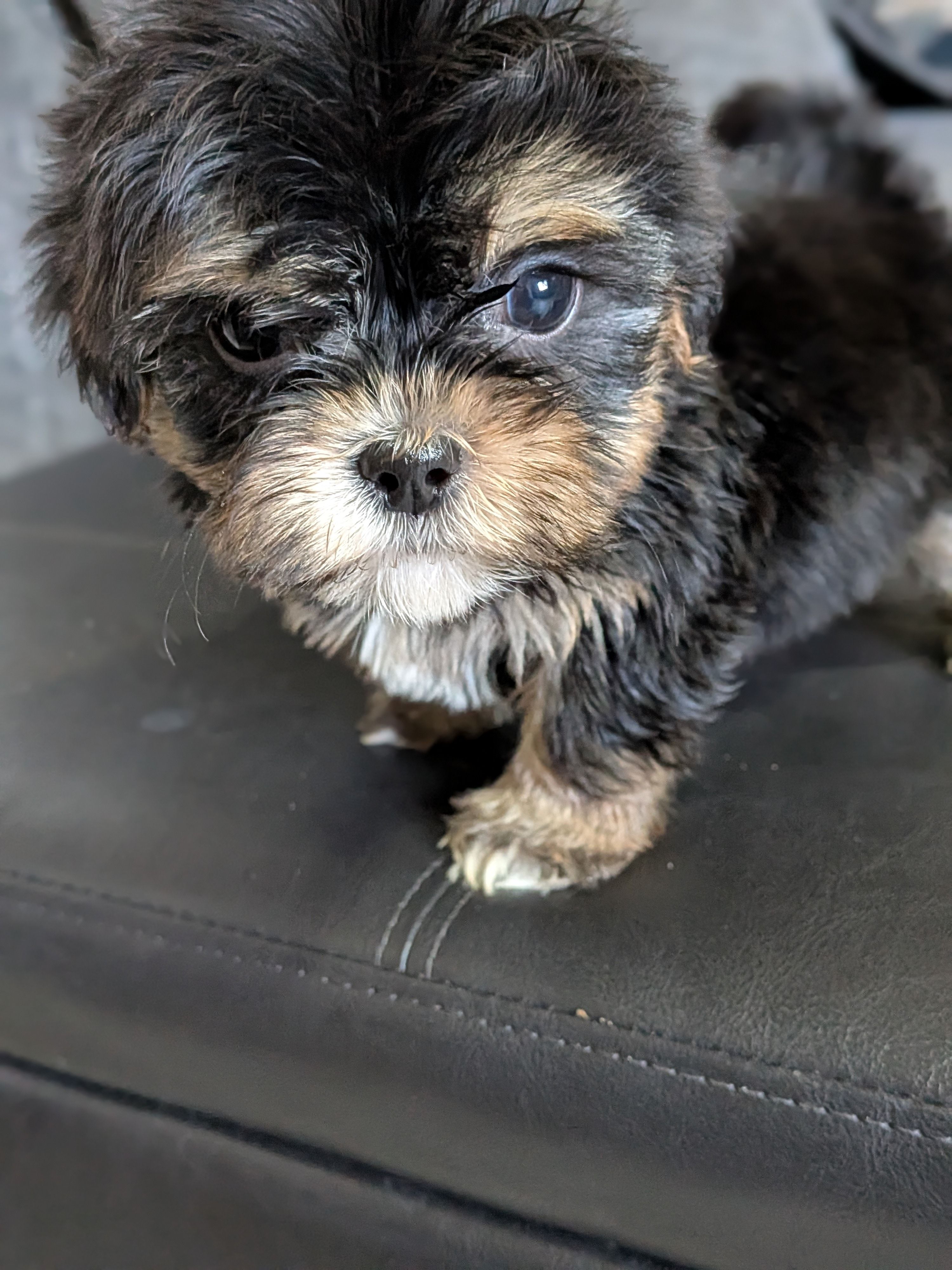 Kiwi, a male Shih Tzu and Shichon for sale in Macon, GA – 4 of 5