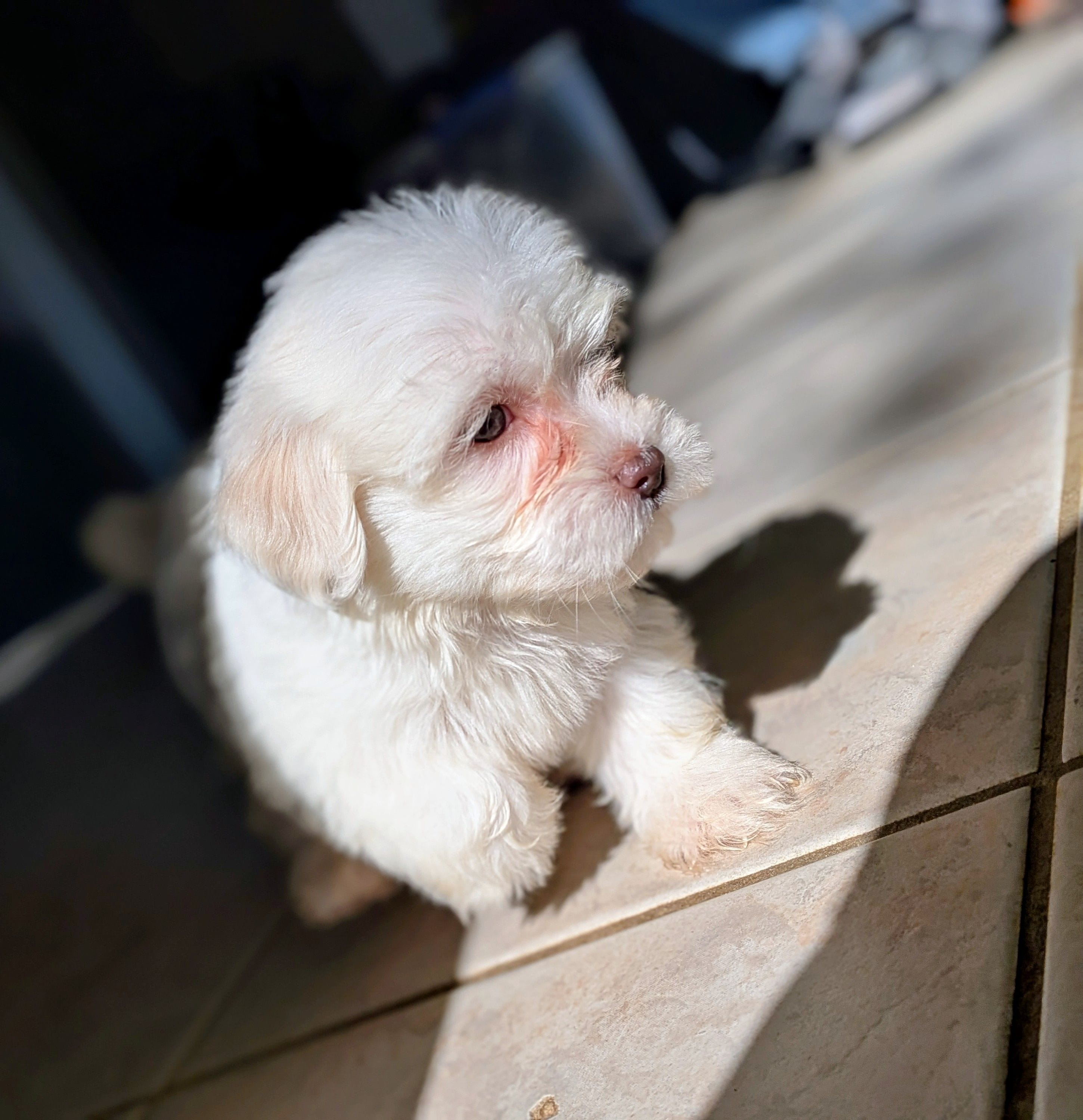 Rain, a female Shih Tzu and Shichon for sale in Macon, GA – Photo 4 of 10