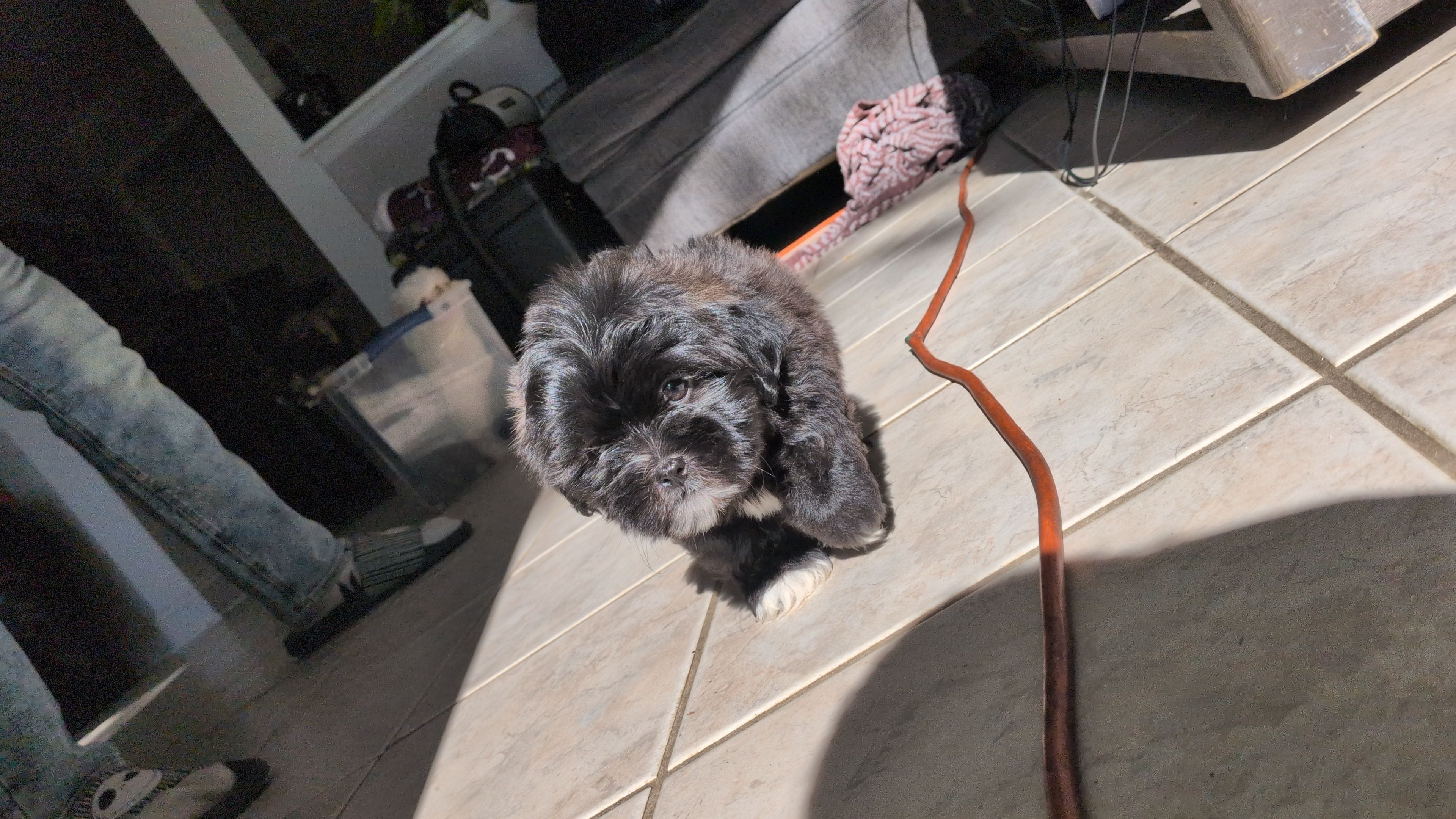 Zeus – Shih Tzu, Shichon puppy for sale in Macon, GA