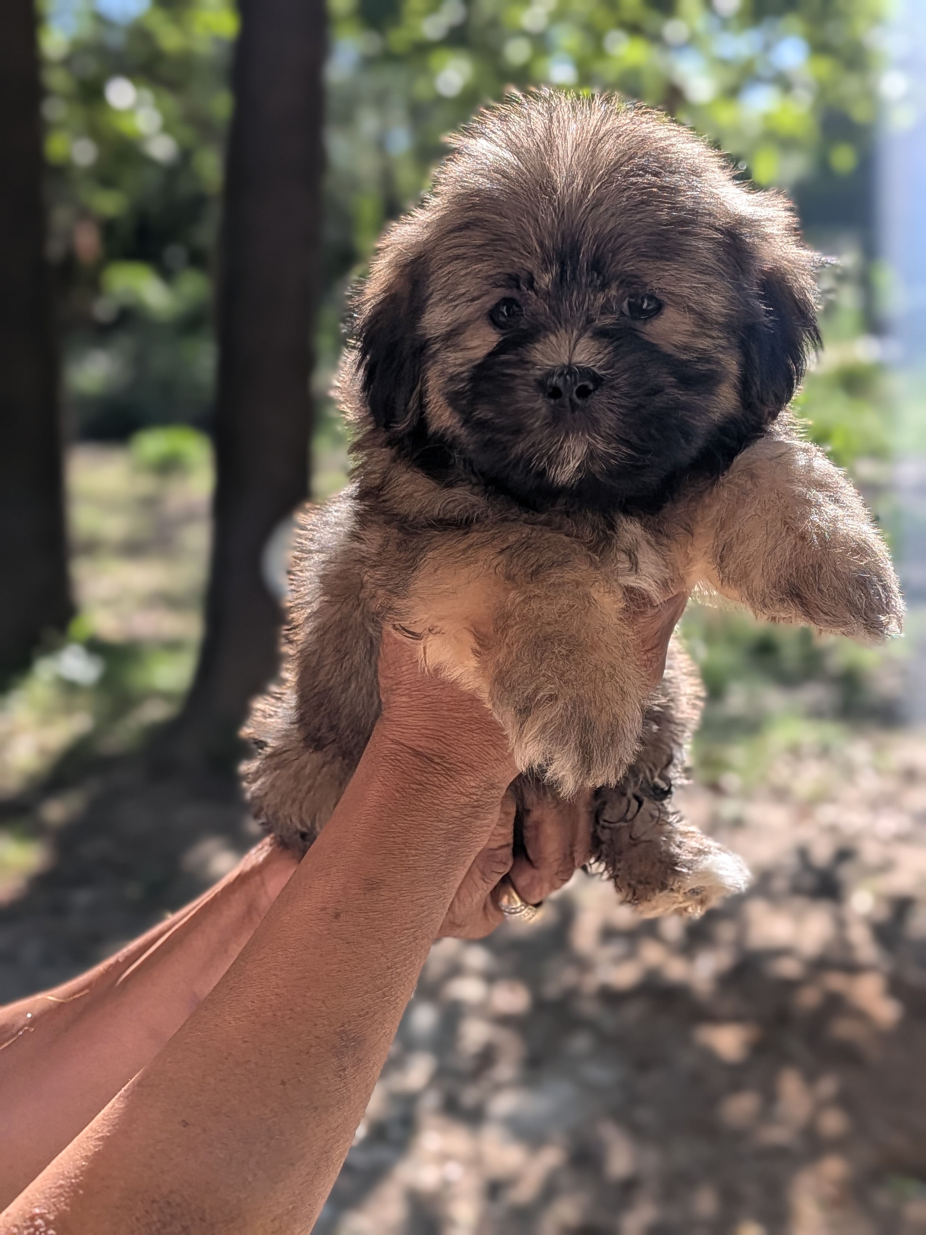 Bear 🐻, a male Shih Tzu and Shichon for sale in Macon, GA – Photo 3 of 10