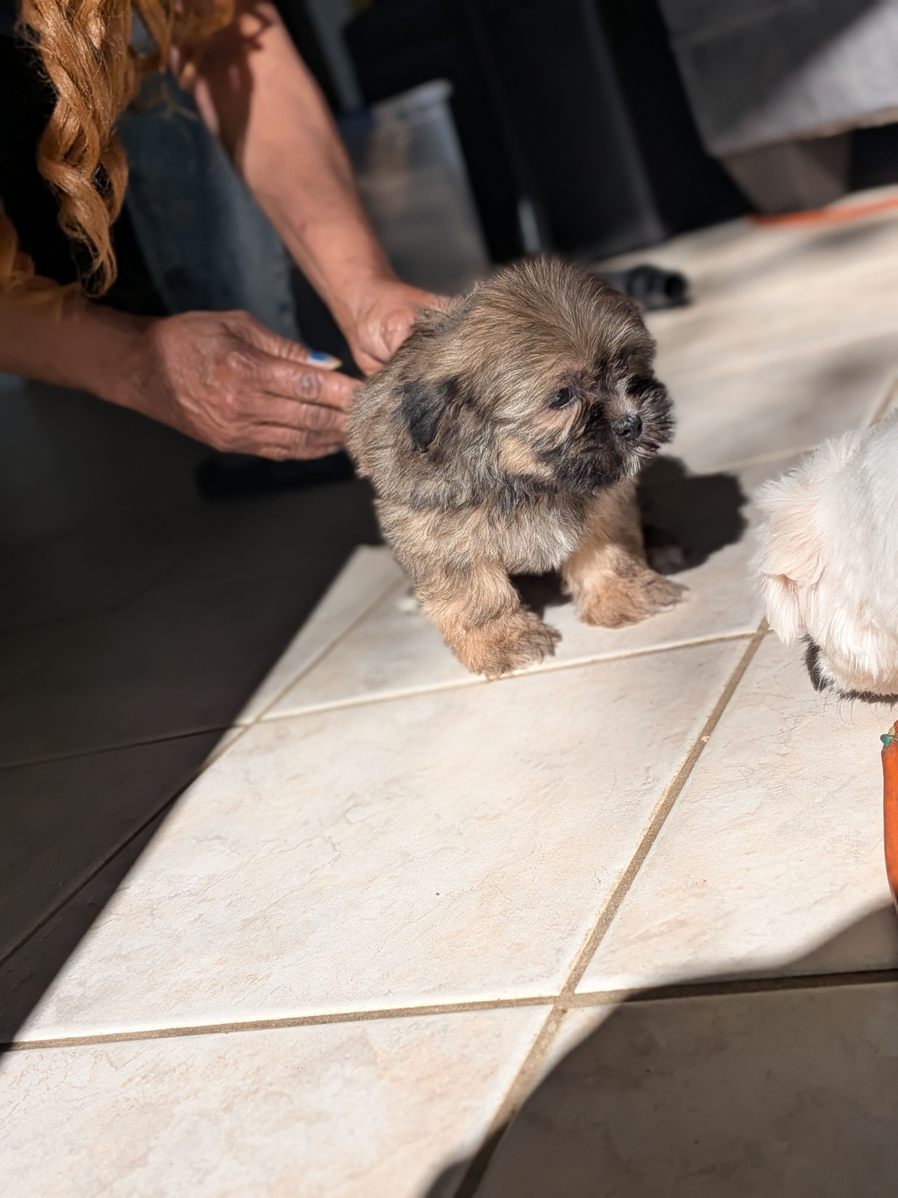 Bear 🐻, a male Shih Tzu and Shichon for sale in Macon, GA – Photo 7 of 10