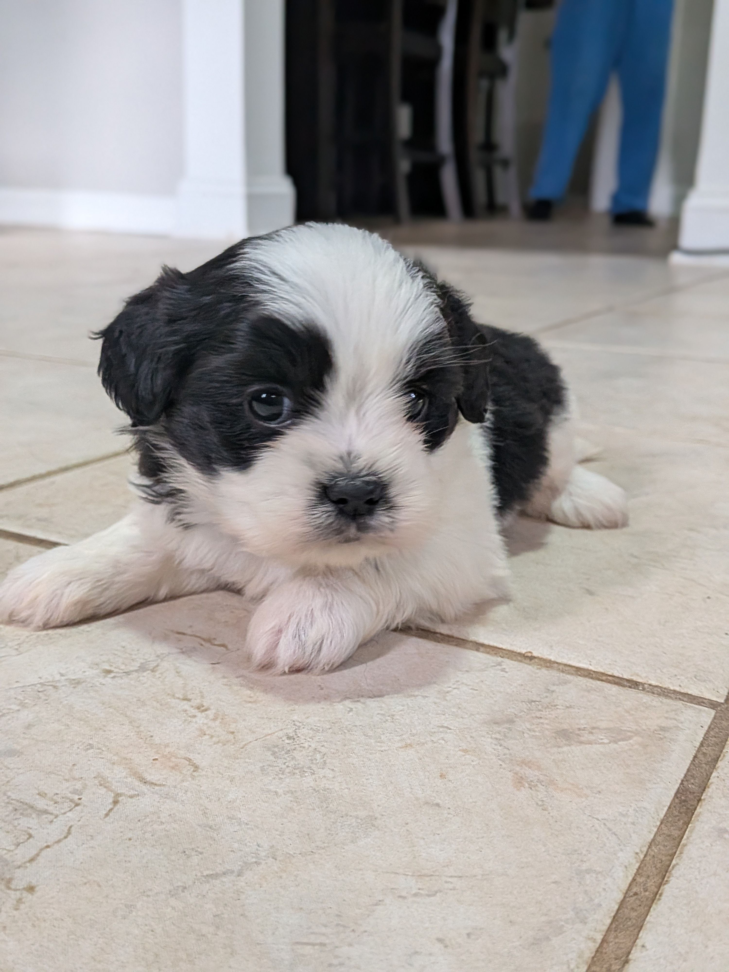 Mr. T, a male Shih Tzu and Shorkie for sale in Macon, GA – Photo 3 of 3