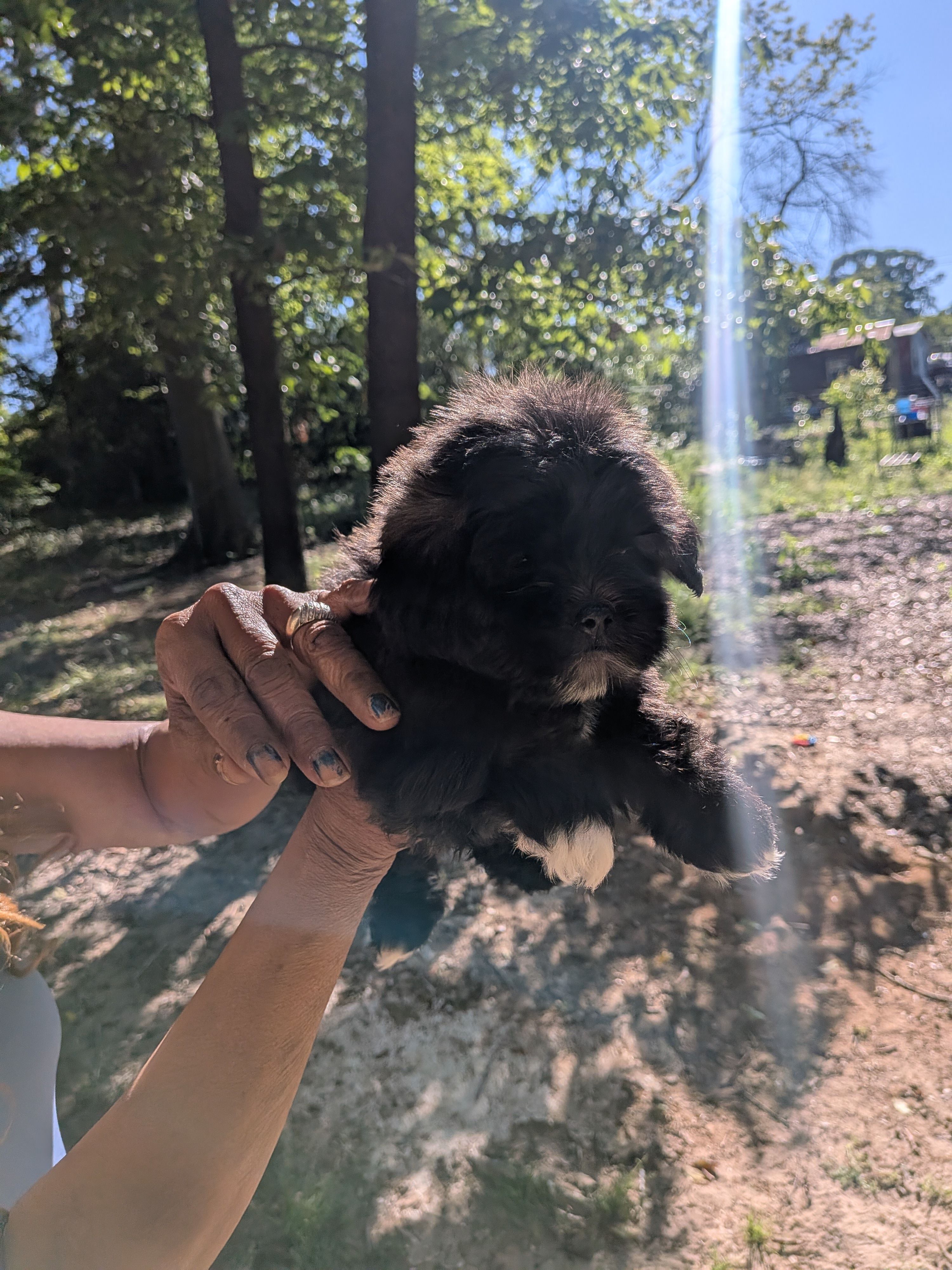 Zeus, a male Shih Tzu and Shichon for sale in Macon, GA – Photo 7 of 8