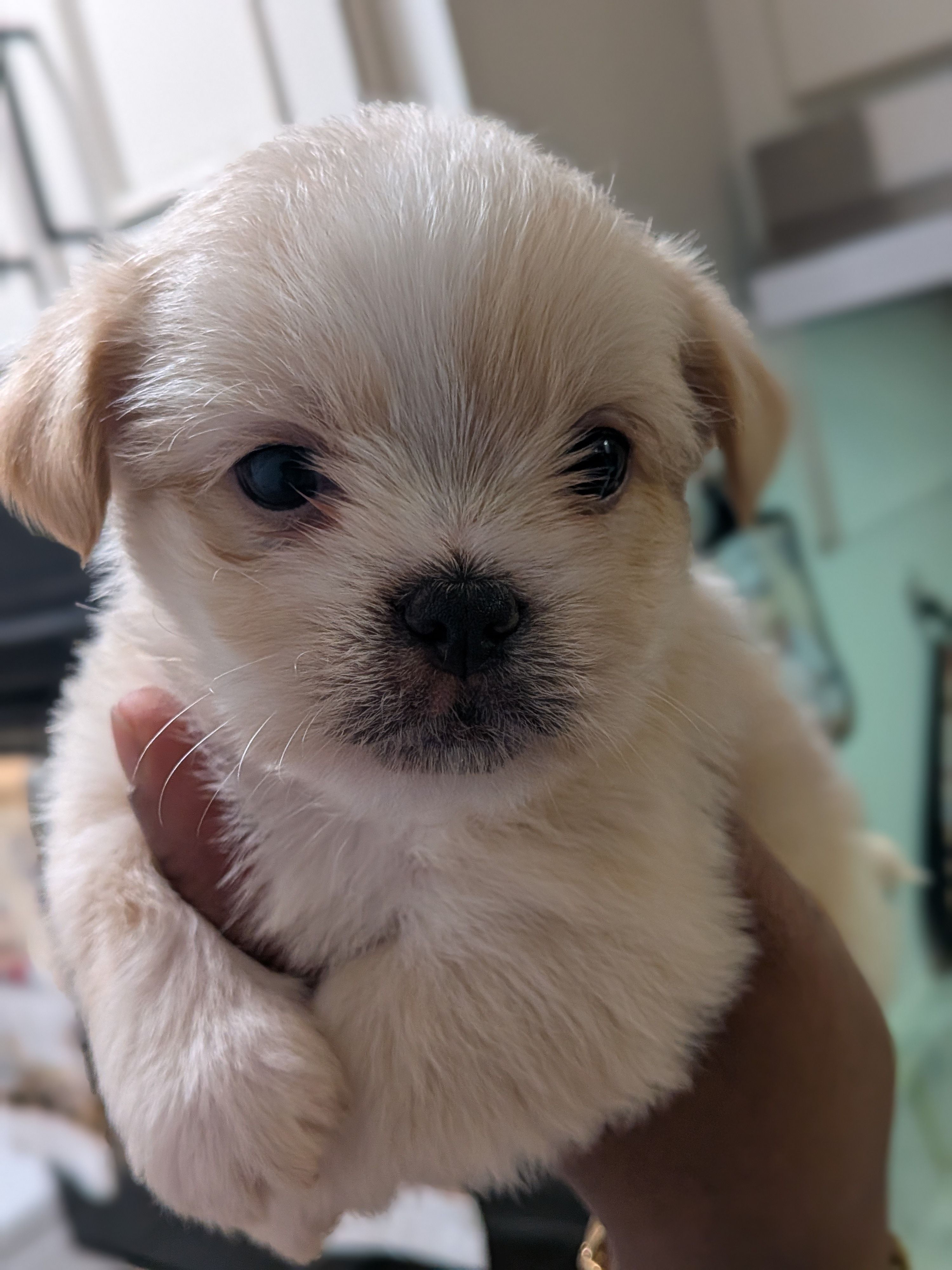 Moonpie – Shih Tzu, Shorkie puppy for sale in Macon, GA