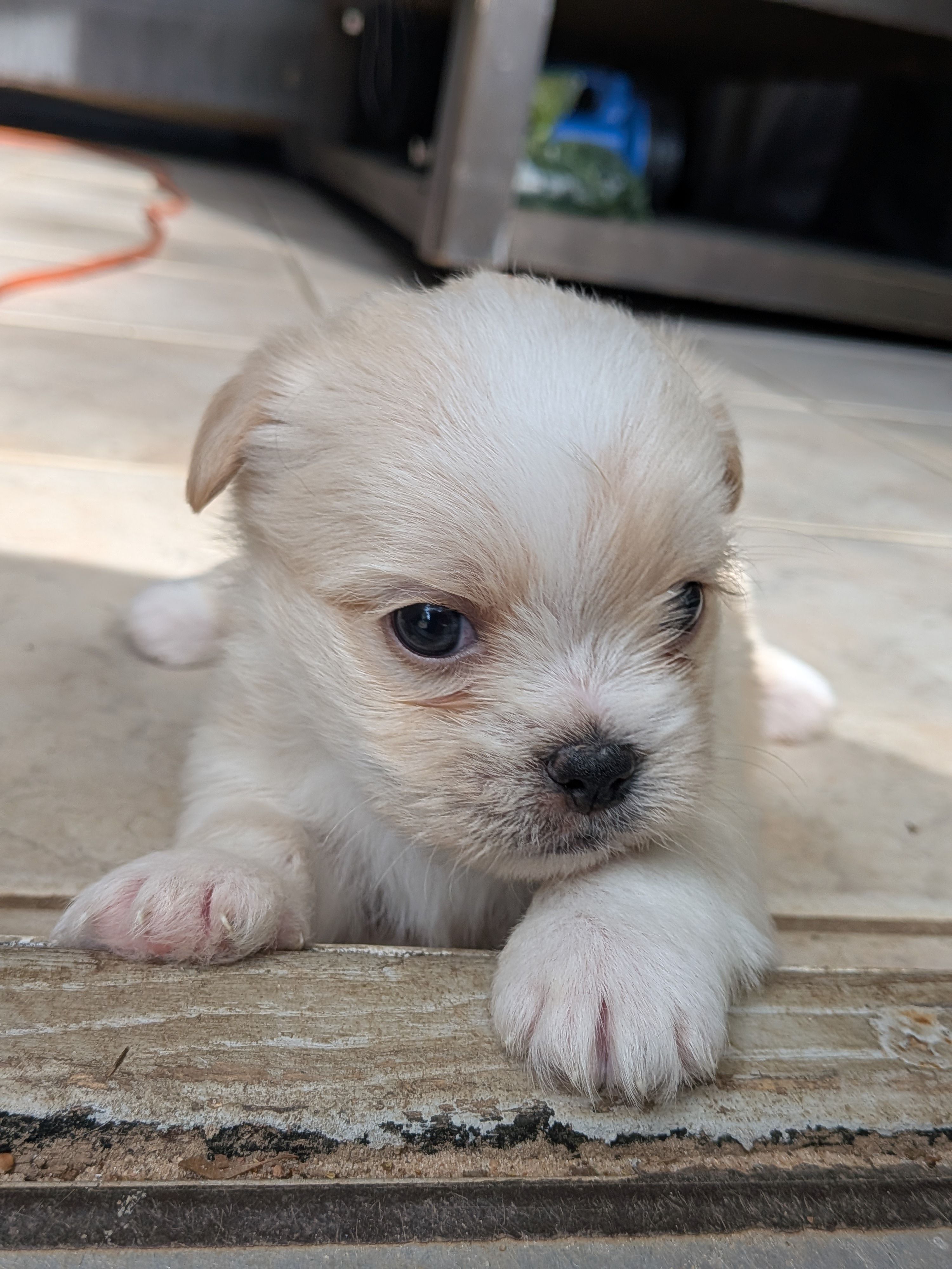 Moonpie, a male Shih Tzu and Shorkie for sale in Macon, GA – Photo 5 of 5