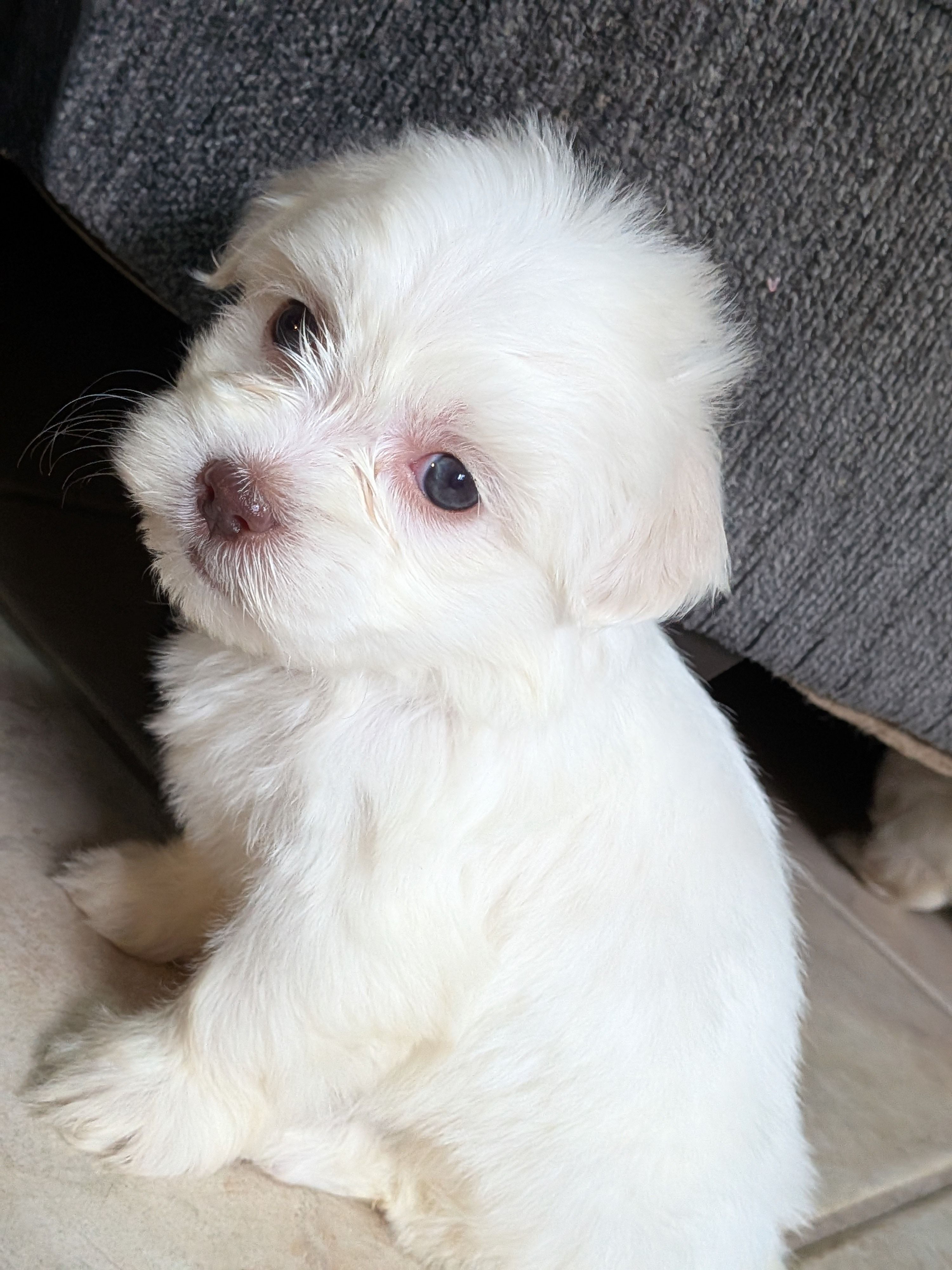 Rain, a female Shih Tzu and Shichon for sale in Macon, GA – Photo 6 of 10