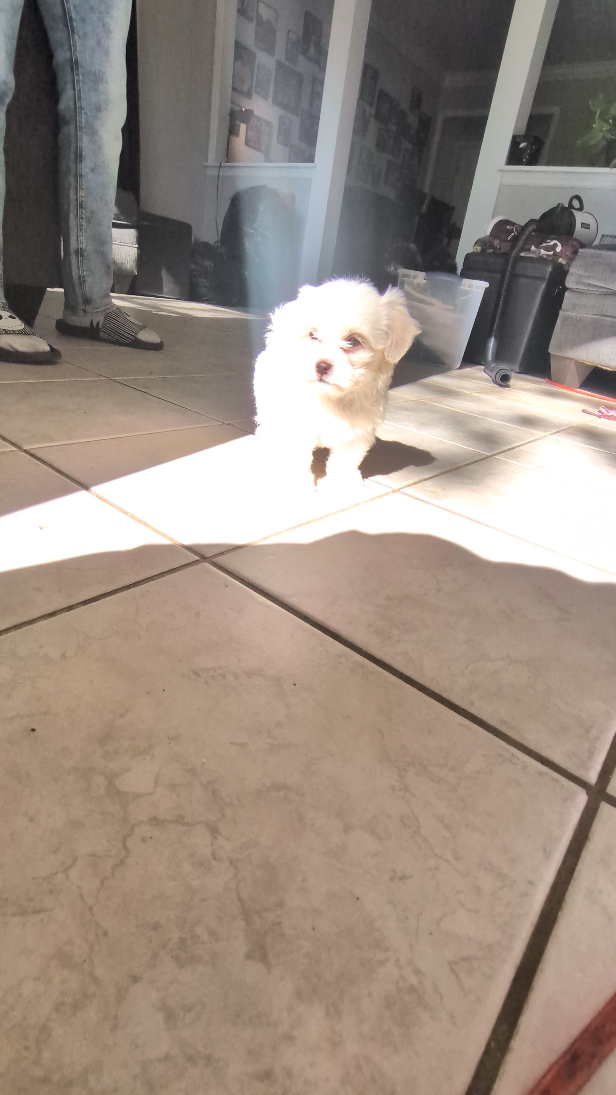 Rain, a female Shih Tzu and Shichon for sale in Macon, GA – Photo 3 of 10