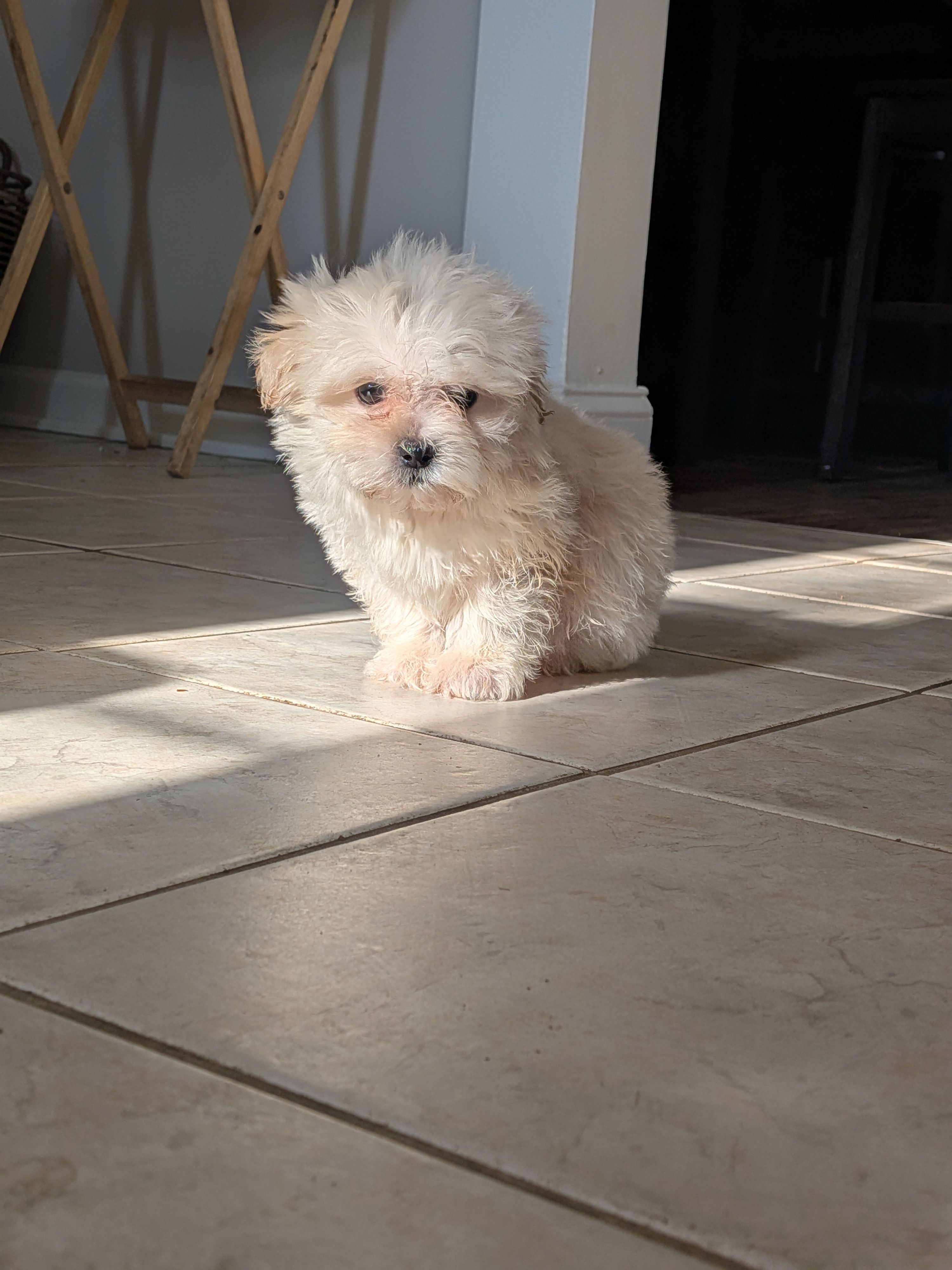 Georgia, a female Shih Tzu and Shichon for sale in Macon, GA – 2 of 4