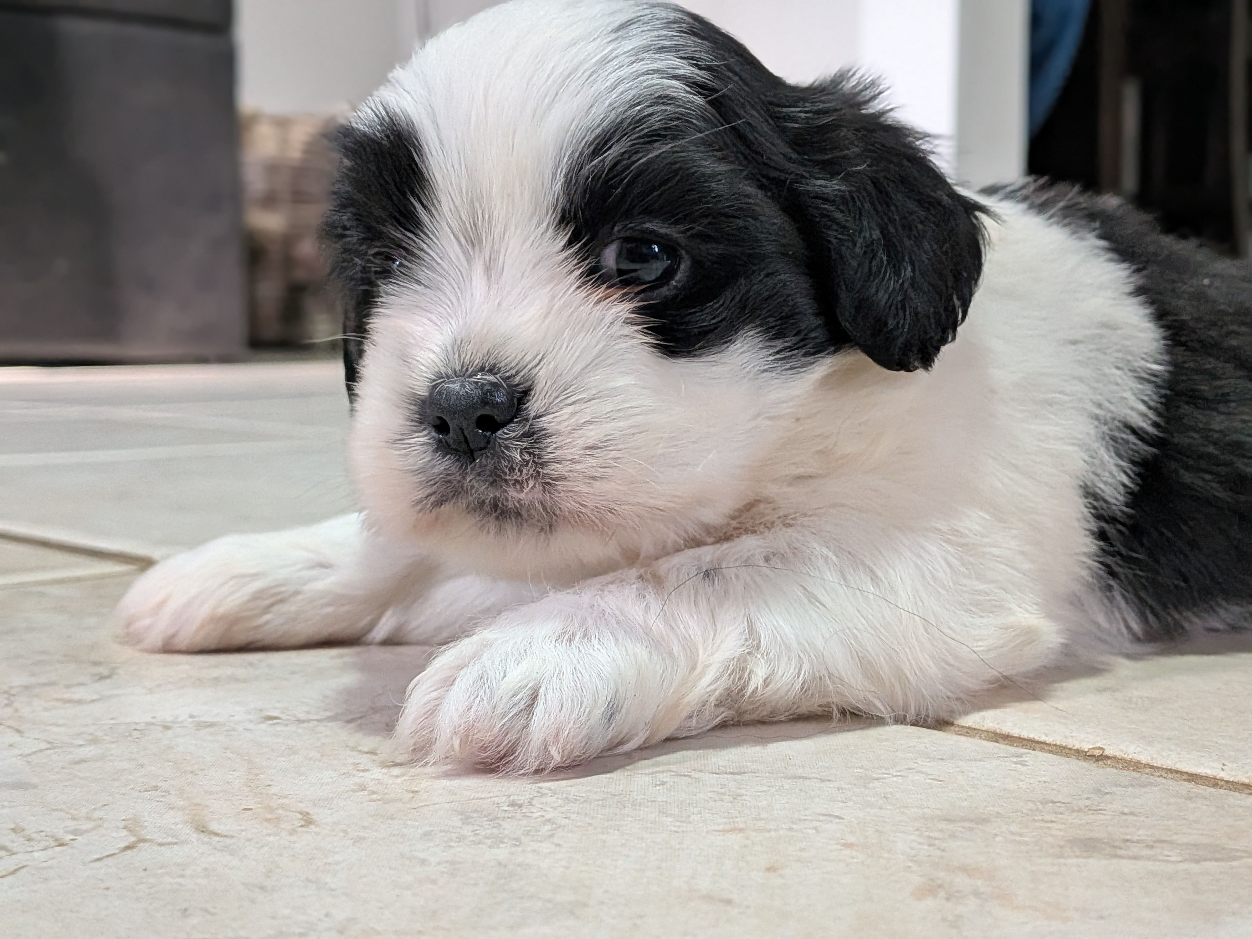 Mr. T – Shih Tzu, Shorkie puppy for sale in Macon, GA
