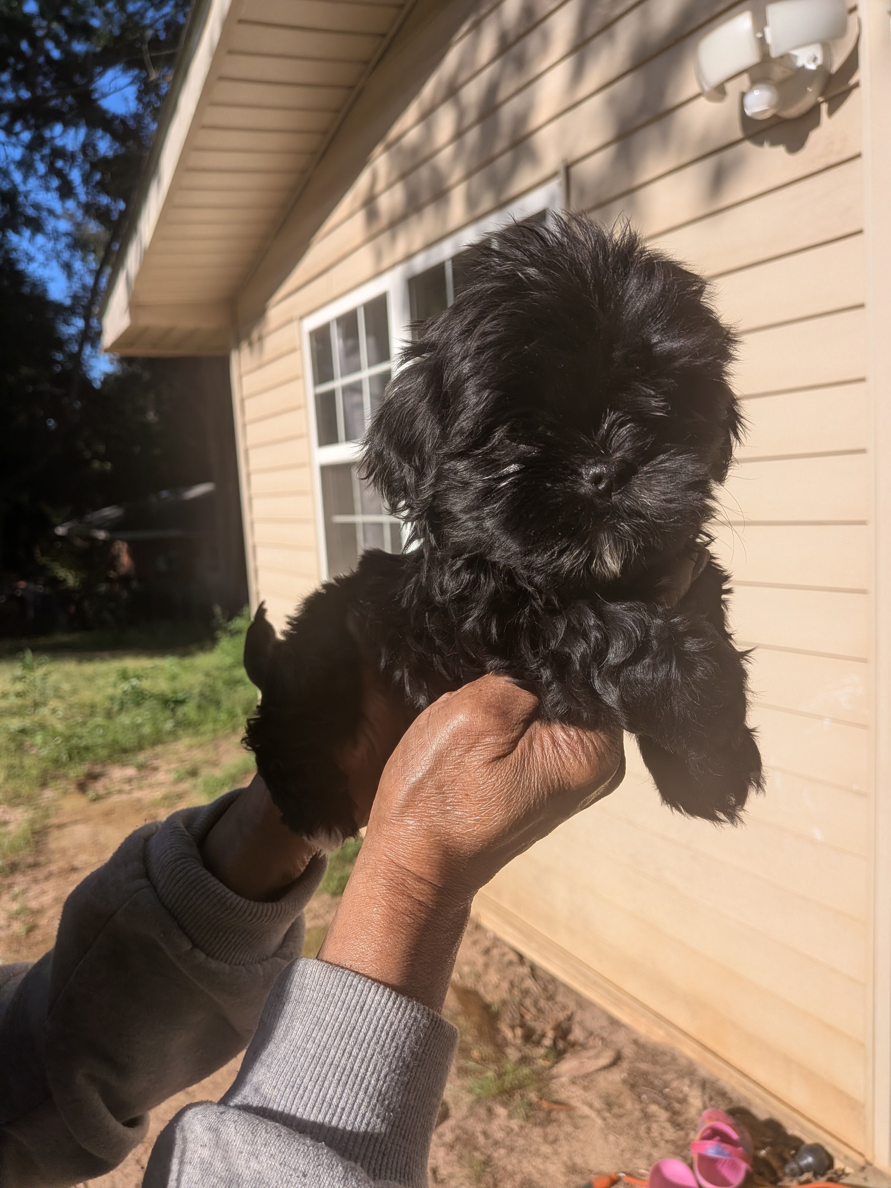 Kimme, a female Shih Tzu and Shichon for sale in Macon, GA – Photo 6 of 8