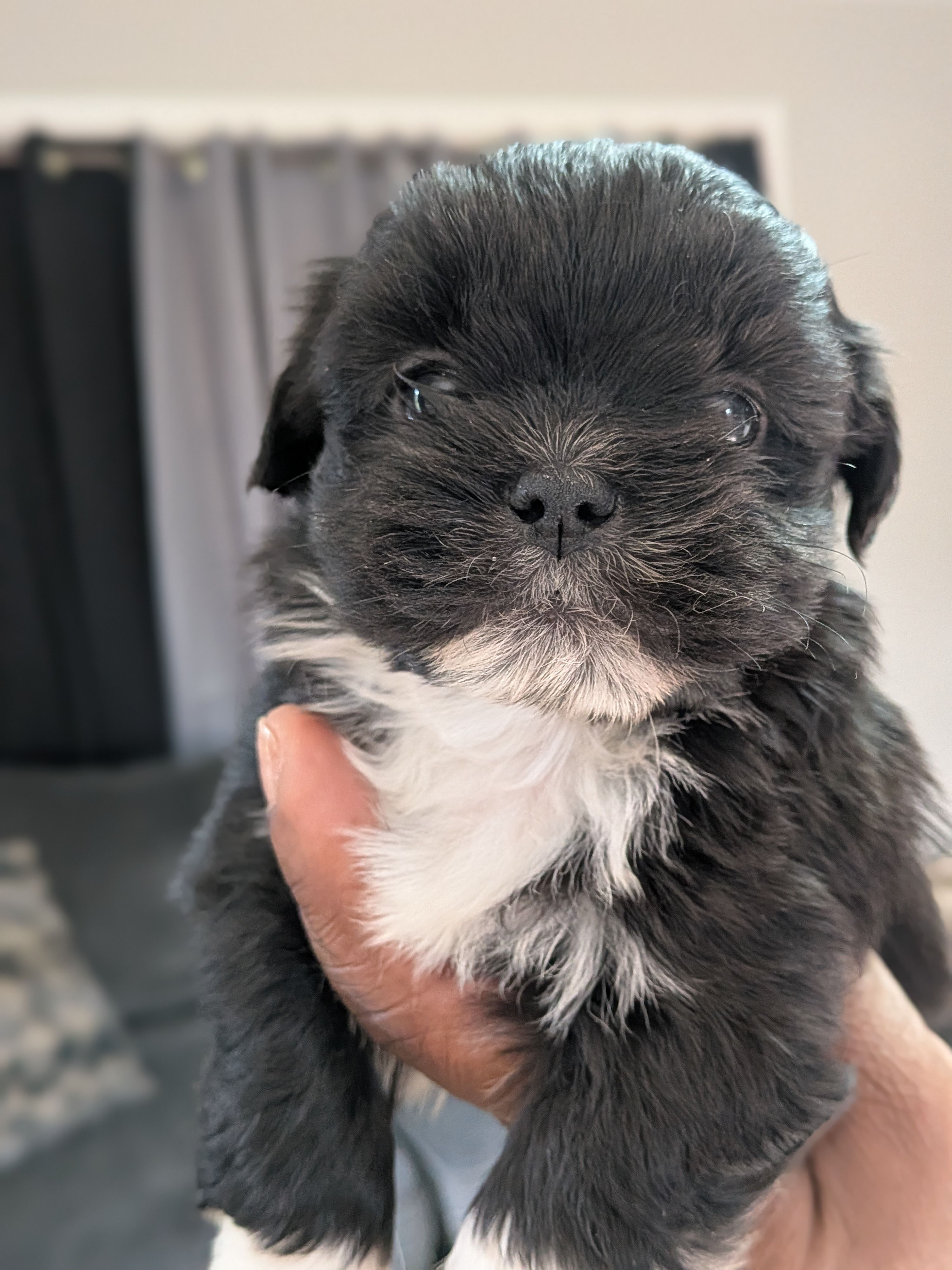 Seth – Shih Tzu, Shorkie puppy for sale in Macon, GA