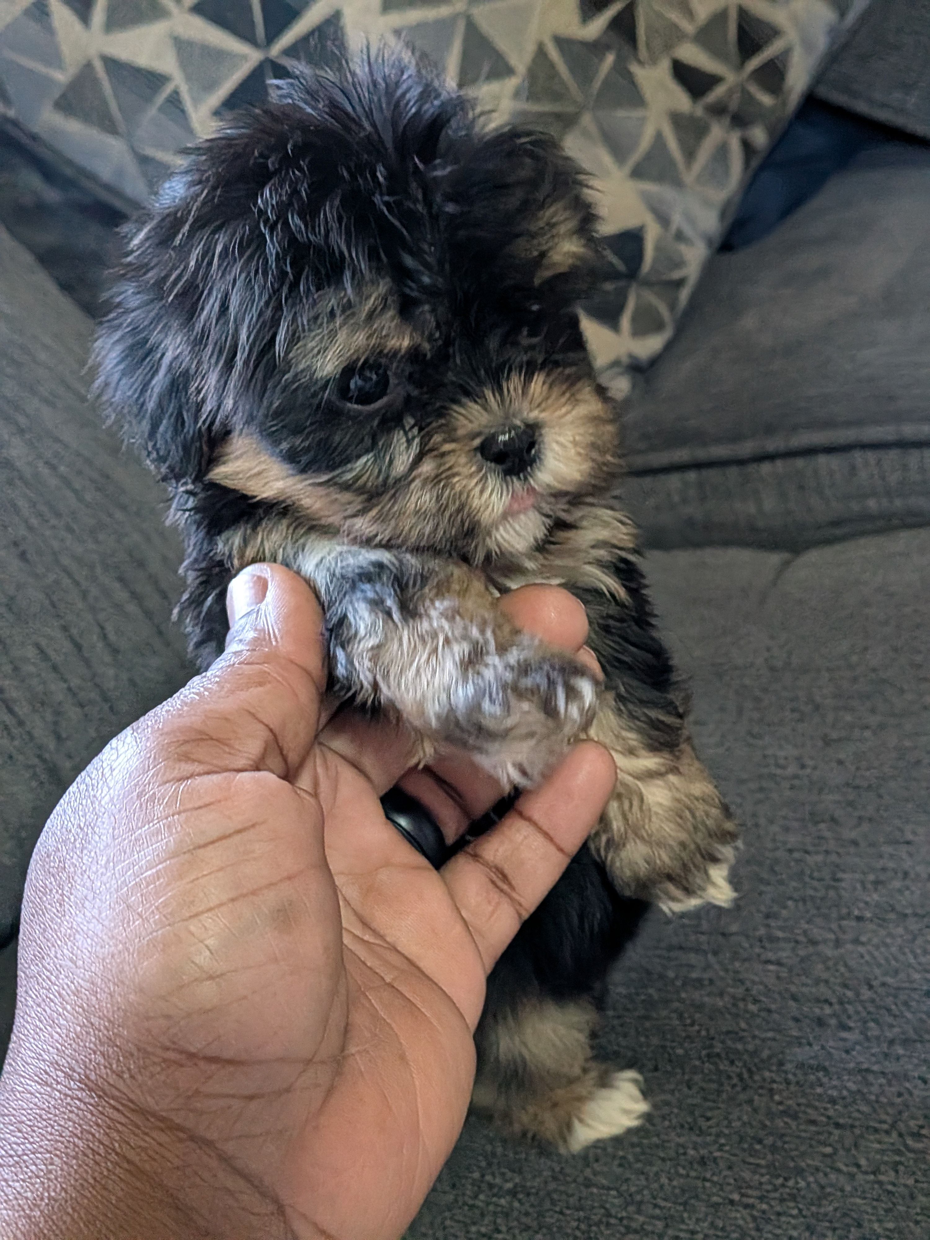 Kiwi, a male Shih Tzu and Shichon for sale in Macon, GA – 2 of 5