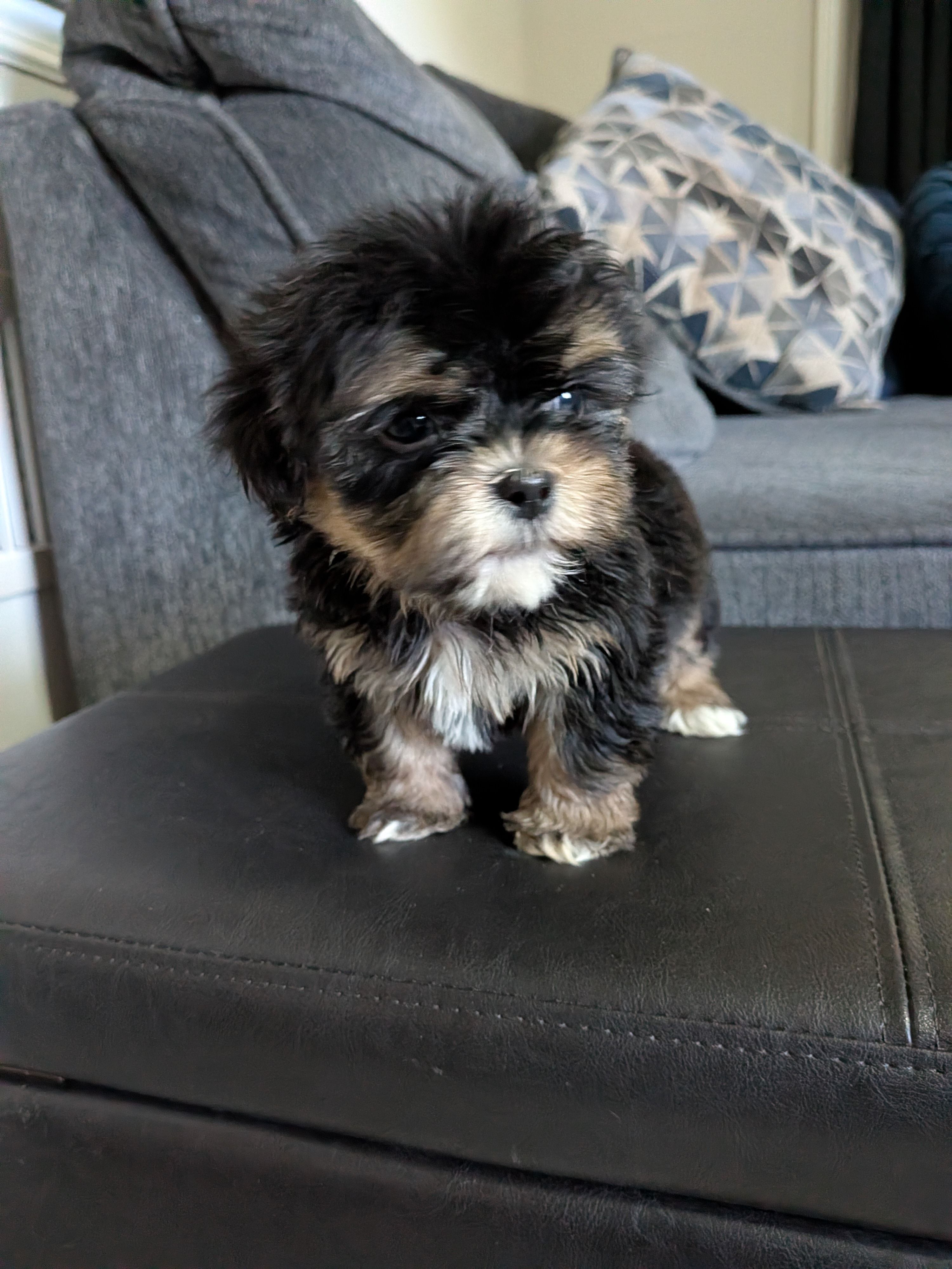 Kiwi, a male Shih Tzu and Shichon for sale in Macon, GA – 5 of 5