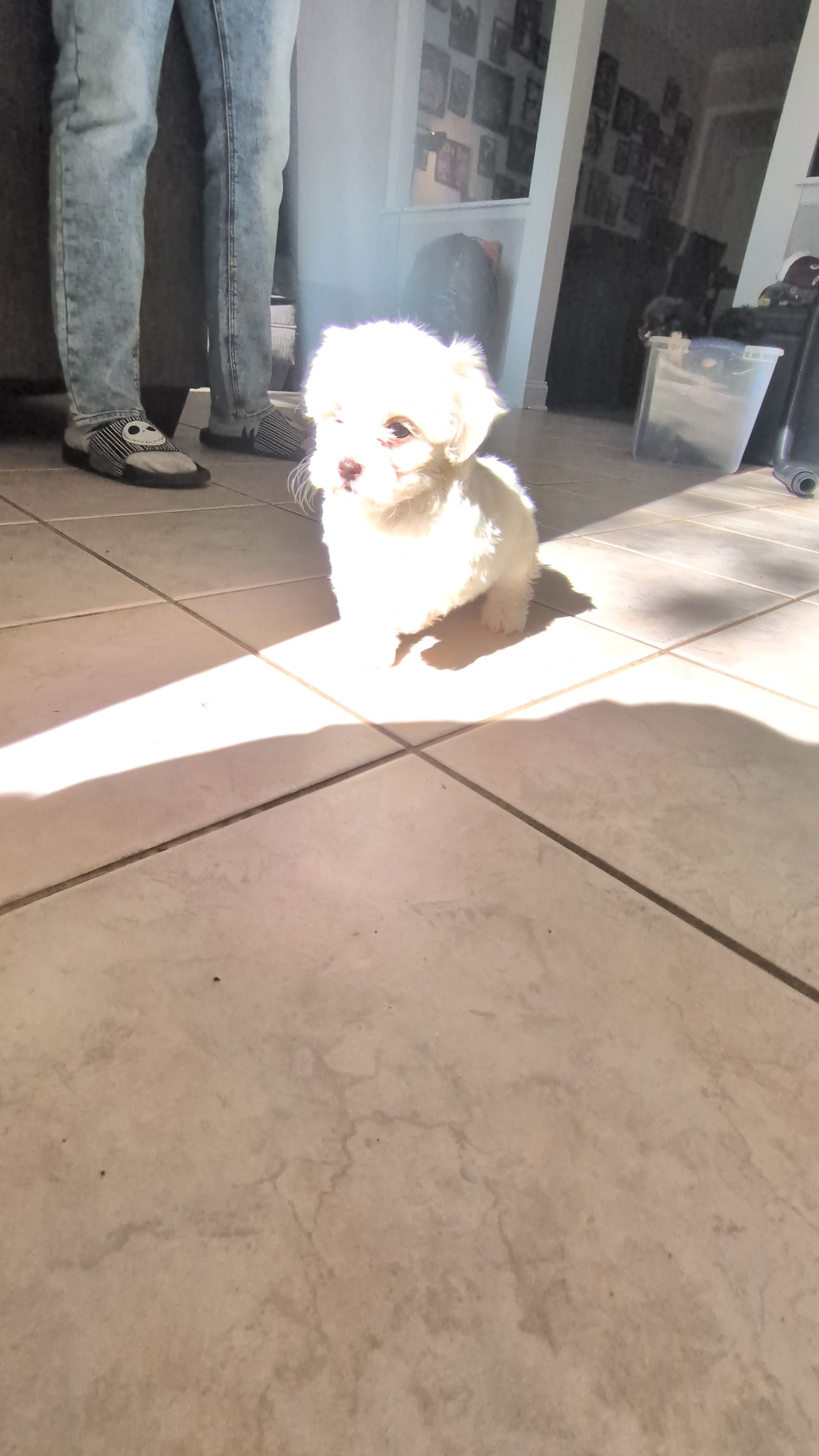 Rain, a female Shih Tzu and Shichon for sale in Macon, GA – Photo 10 of 10