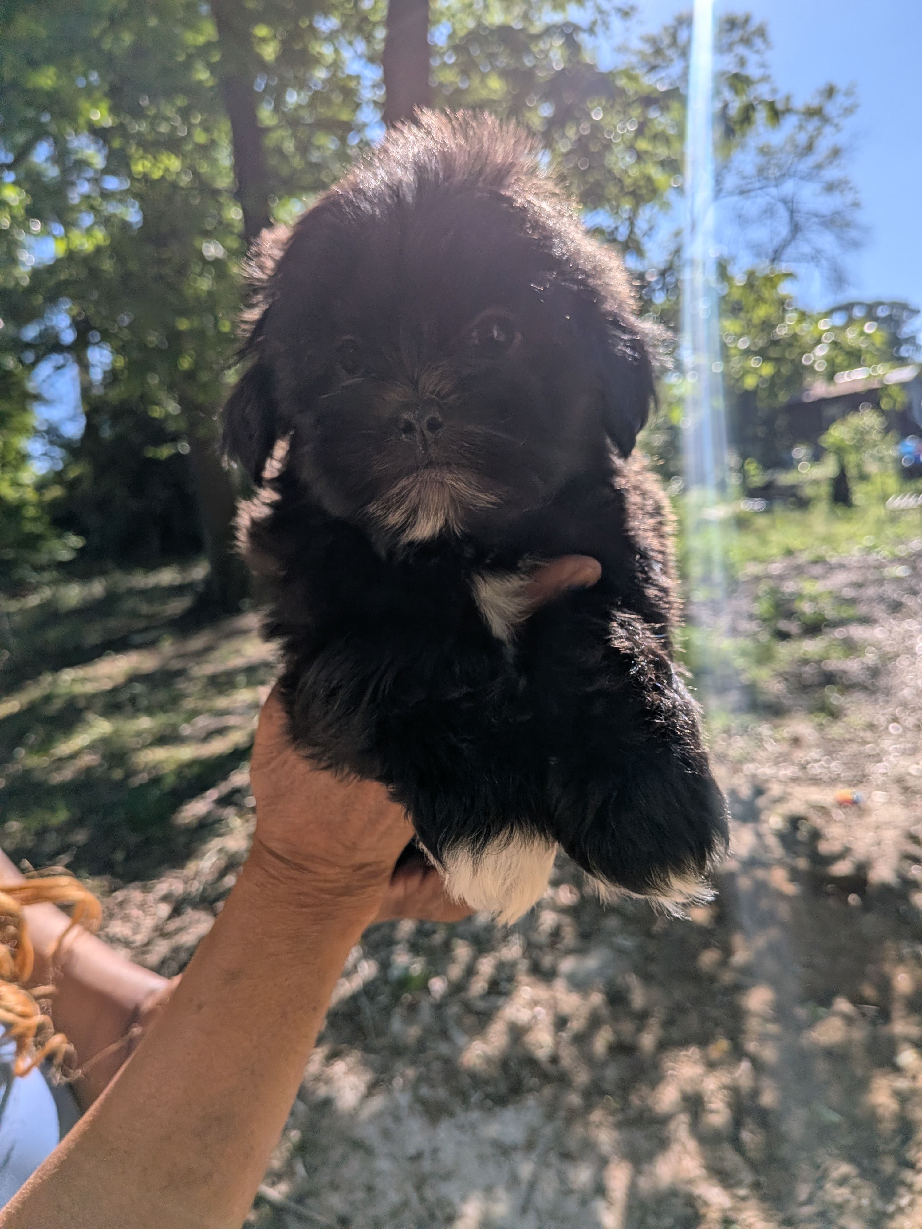 Zeus, a male Shih Tzu and Shichon for sale in Macon, GA – Photo 3 of 8