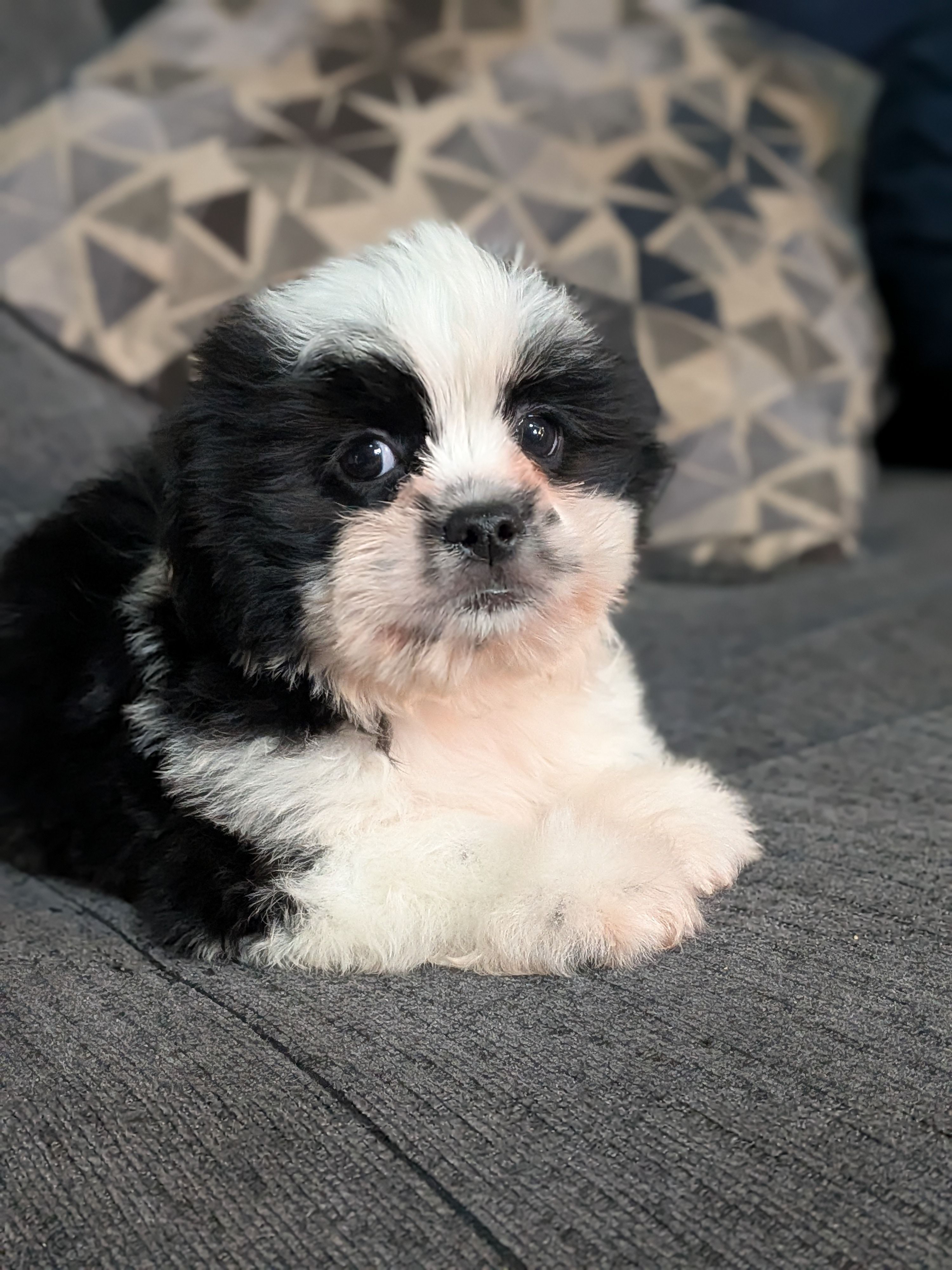 Mr. T – Shih Tzu, Shorkie puppy for sale in Macon, GA
