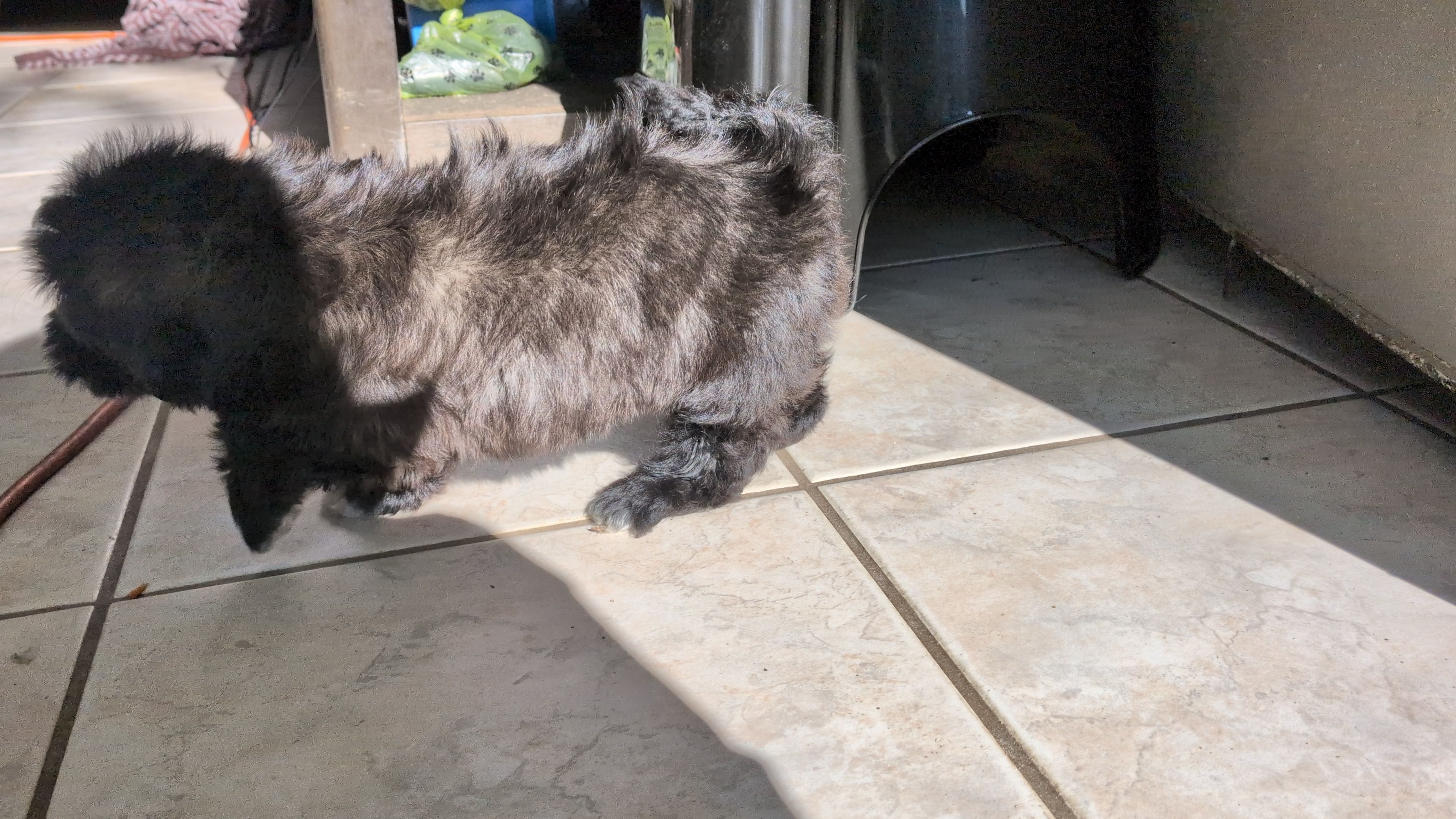 Zeus, a male Shih Tzu and Shichon for sale in Macon, GA – Photo 5 of 8
