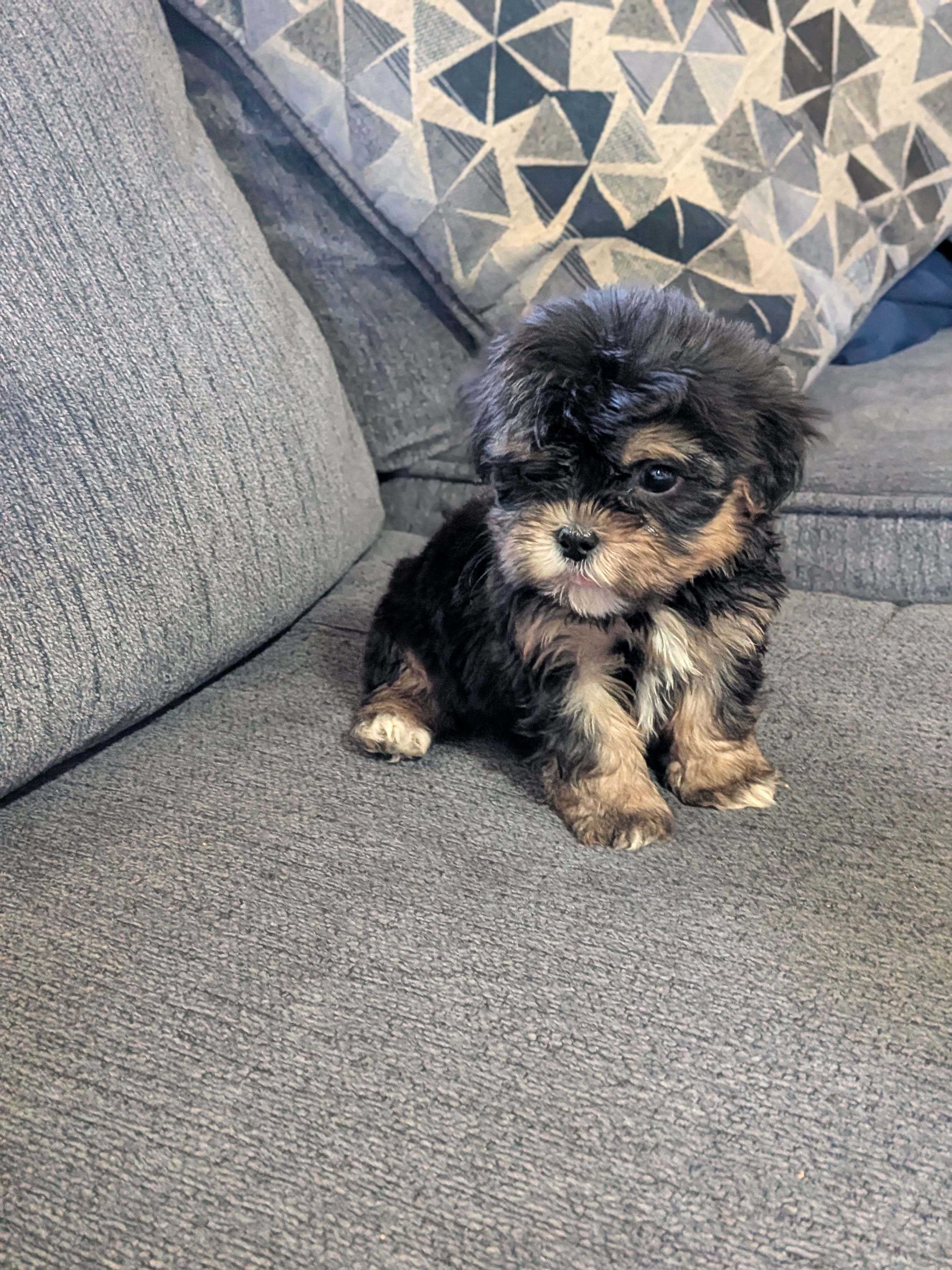 Kiwi – Shih Tzu, Shichon puppy for sale in Macon, GA