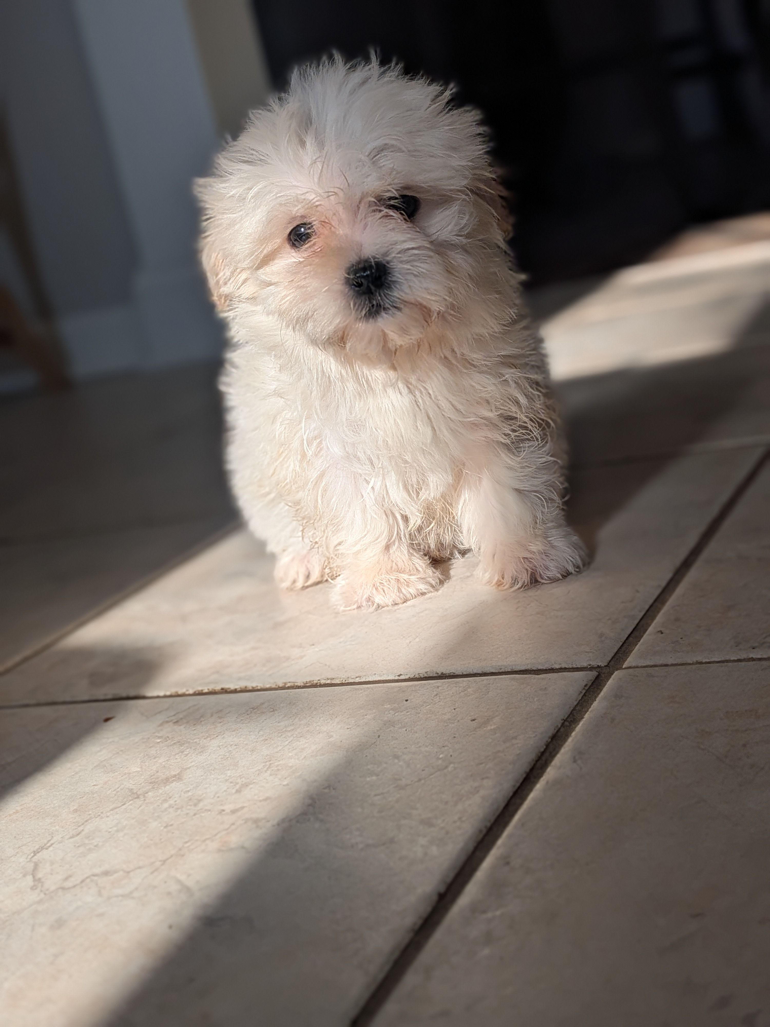 Georgia – Shih Tzu, Shichon puppy for sale in Macon, GA