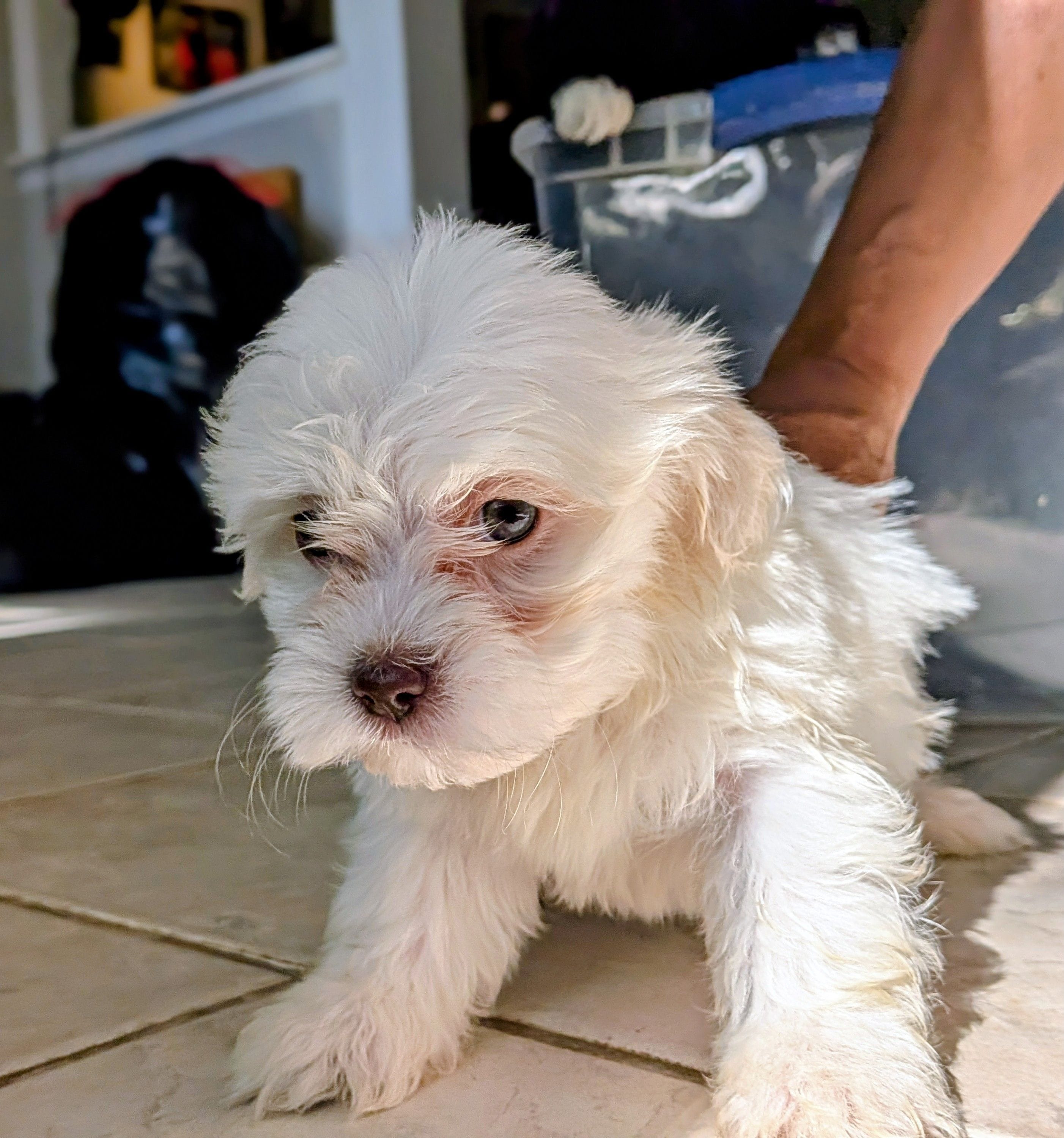 Rain, a female Shih Tzu and Shichon for sale in Macon, GA – Photo 5 of 10