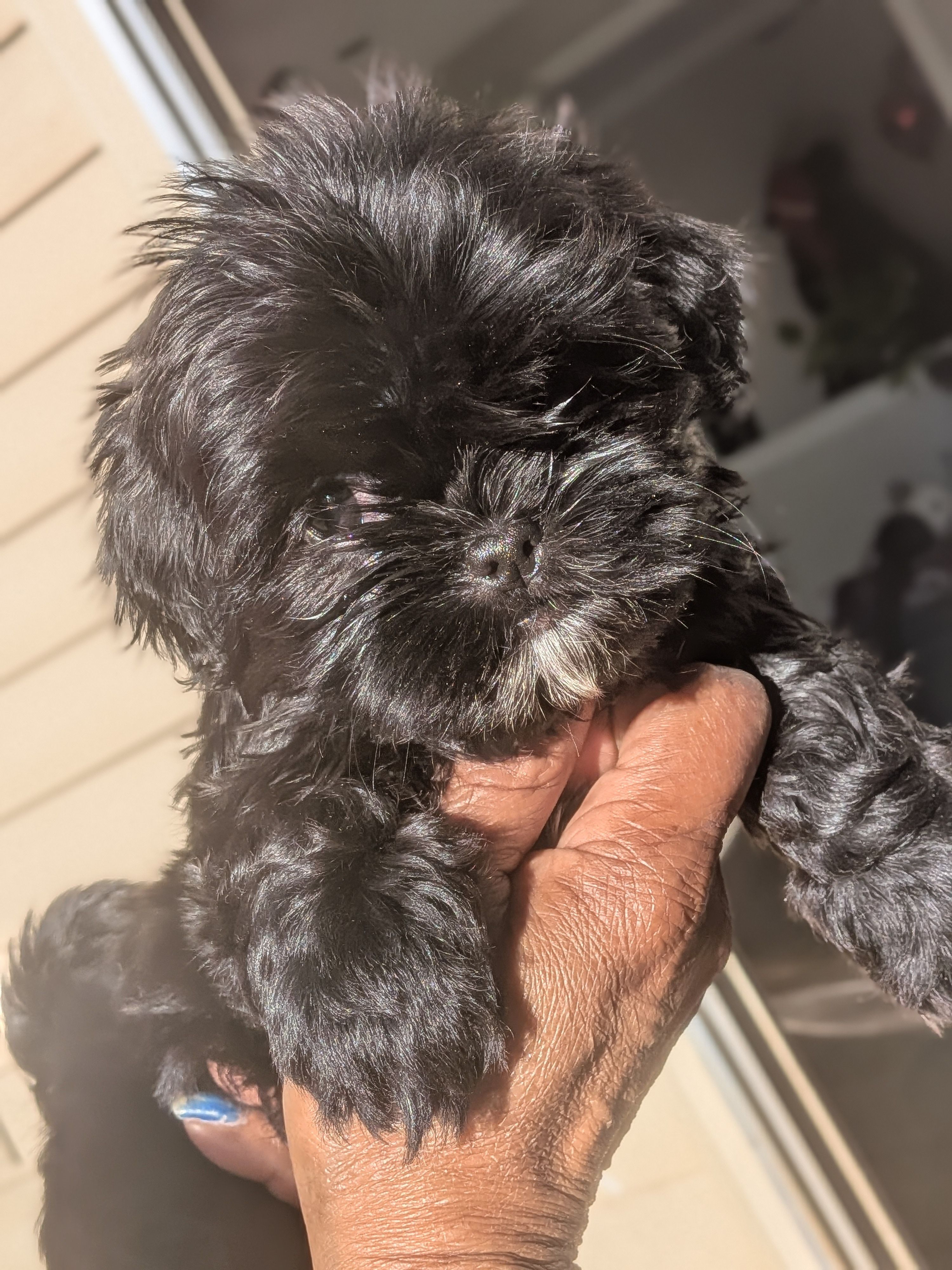 Kimme, a female Shih Tzu and Shichon for sale in Macon, GA – Photo 3 of 8