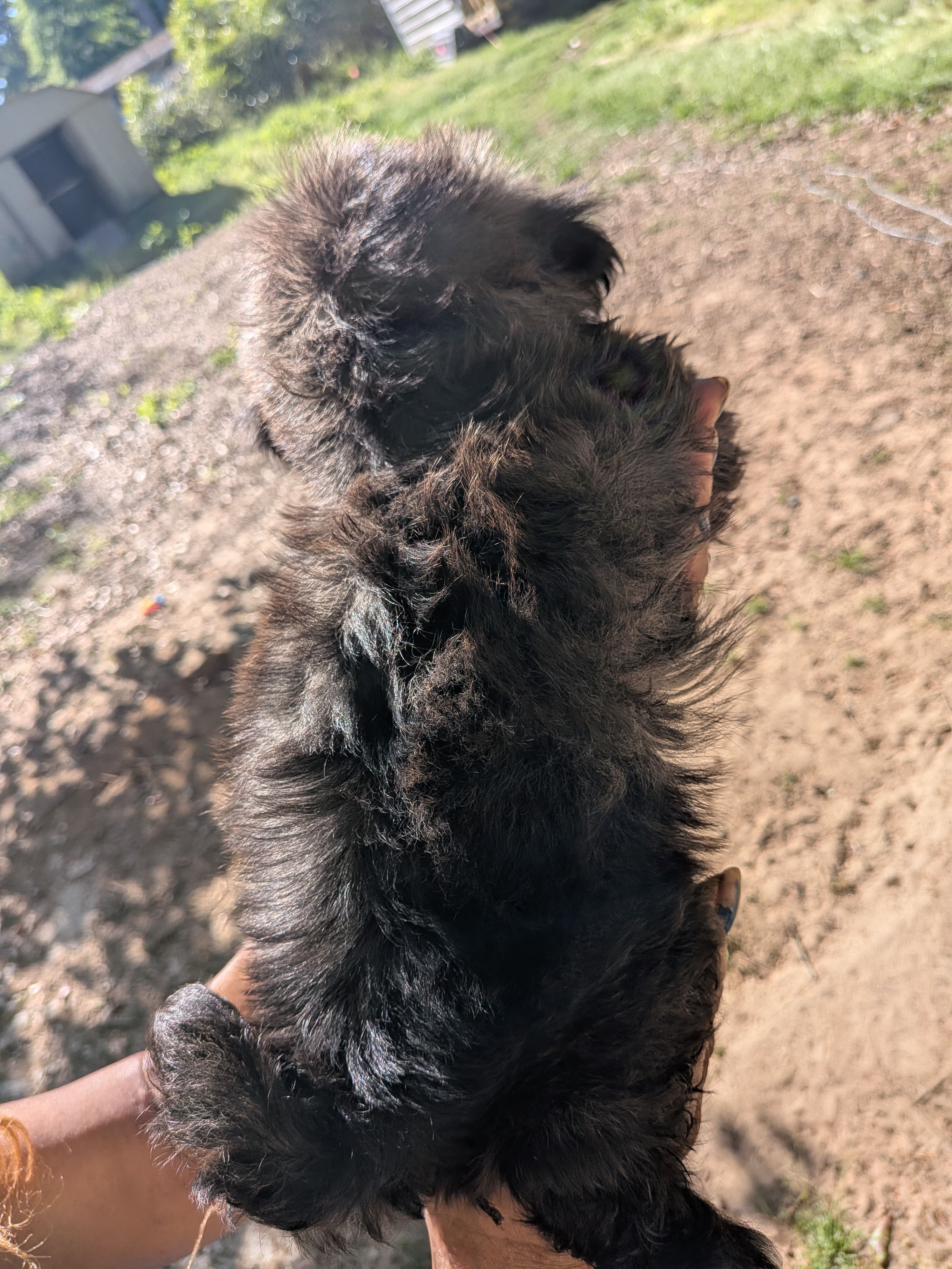Zeus, a male Shih Tzu and Shichon for sale in Macon, GA – Photo 4 of 8