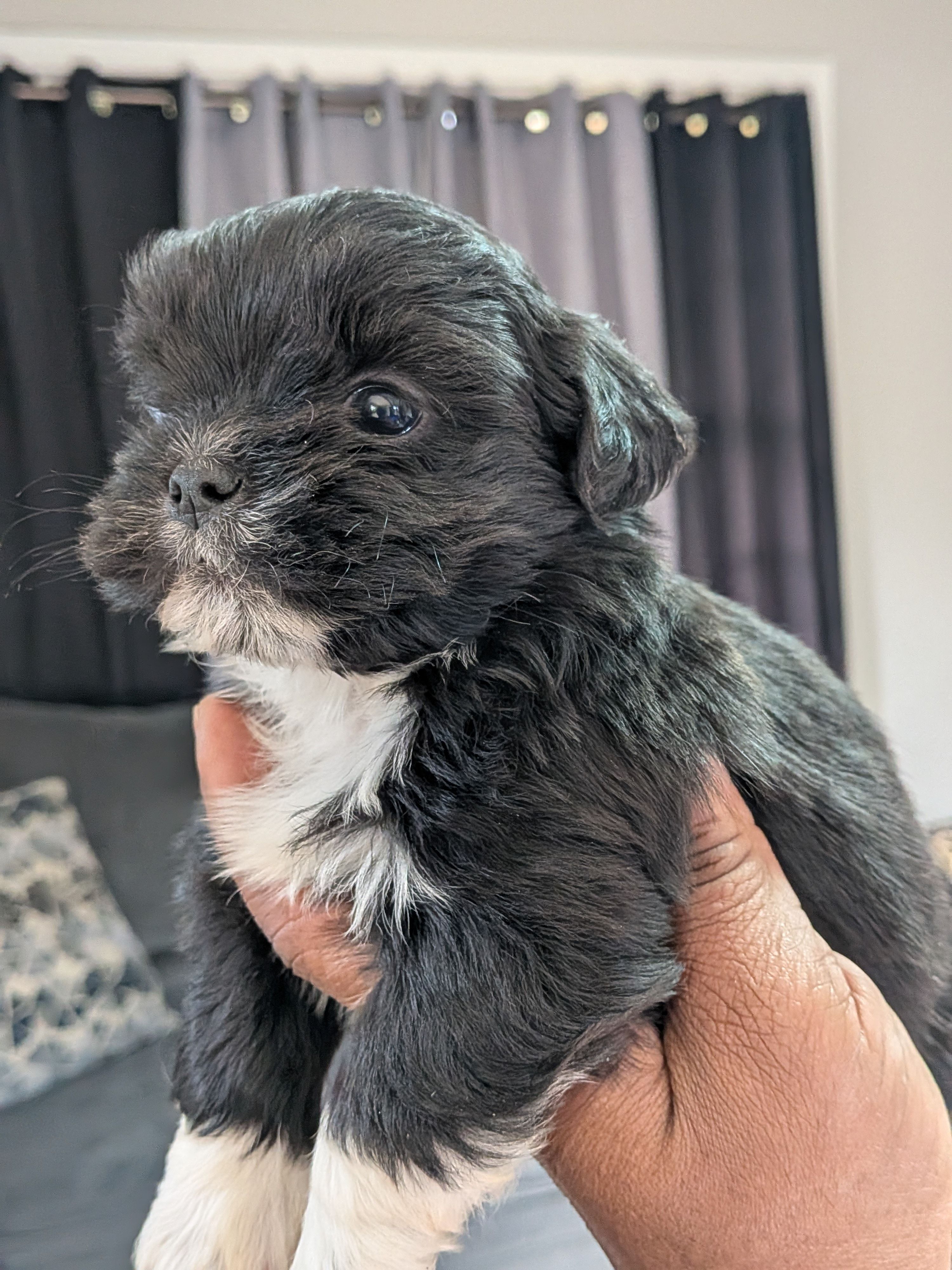 Seth, a male Shih Tzu and Shorkie for sale in Macon, GA – Photo 4 of 4