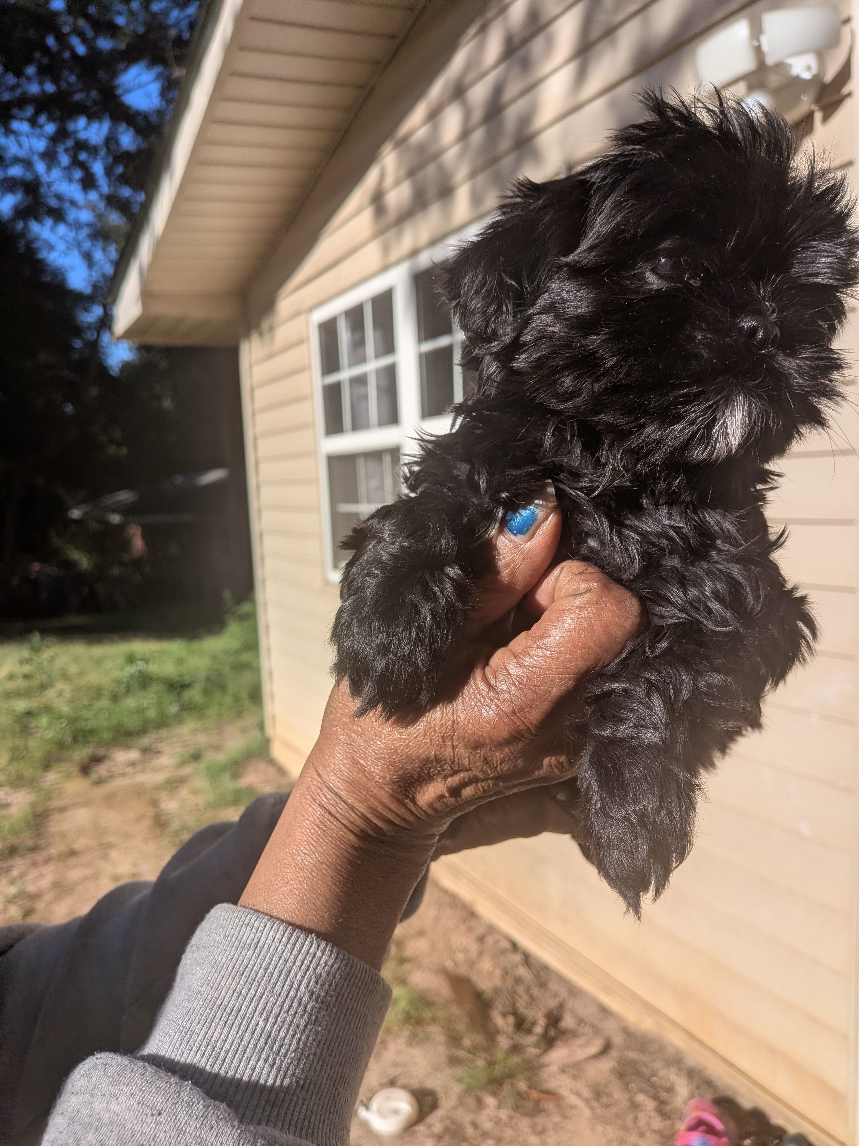 Kimme, a female Shih Tzu and Shichon for sale in Macon, GA – Photo 7 of 8