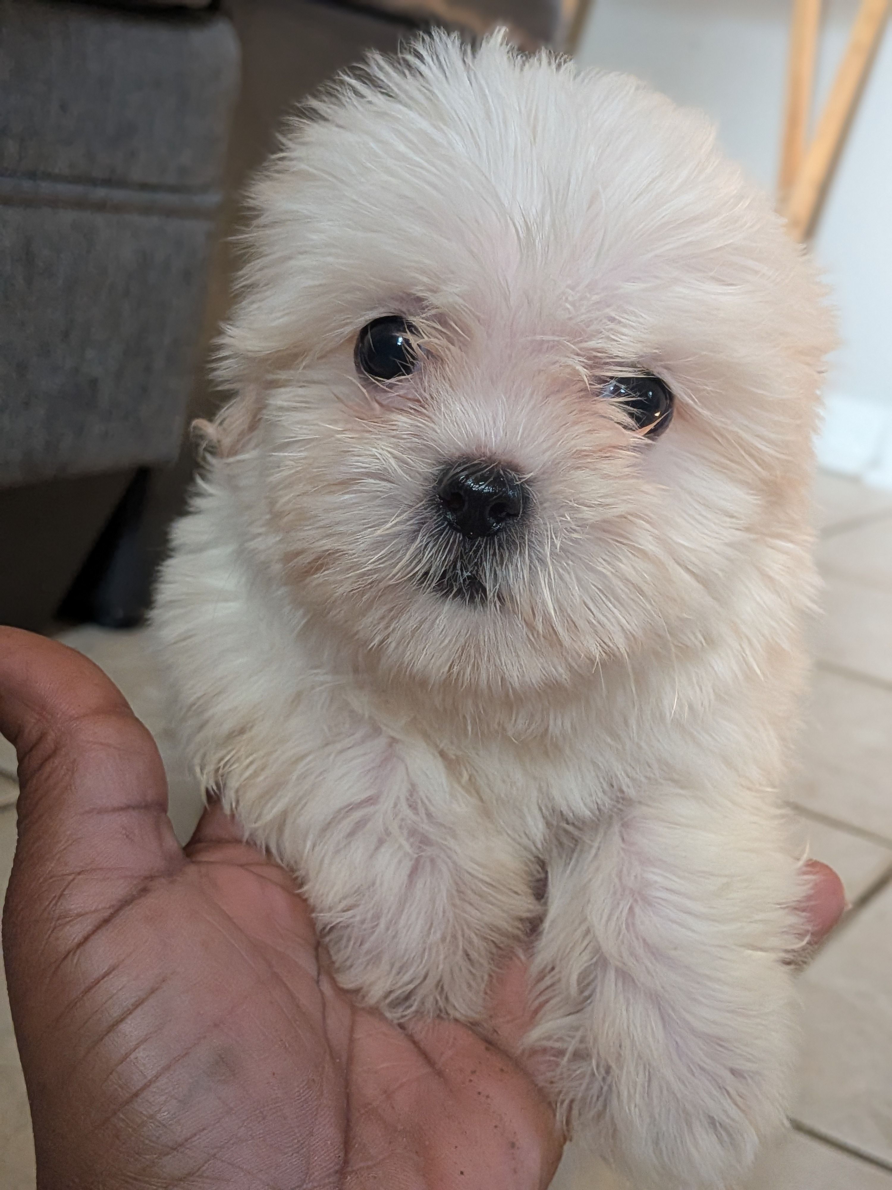 Sassy – Shih Tzu, Shichon puppy for sale in Macon, GA