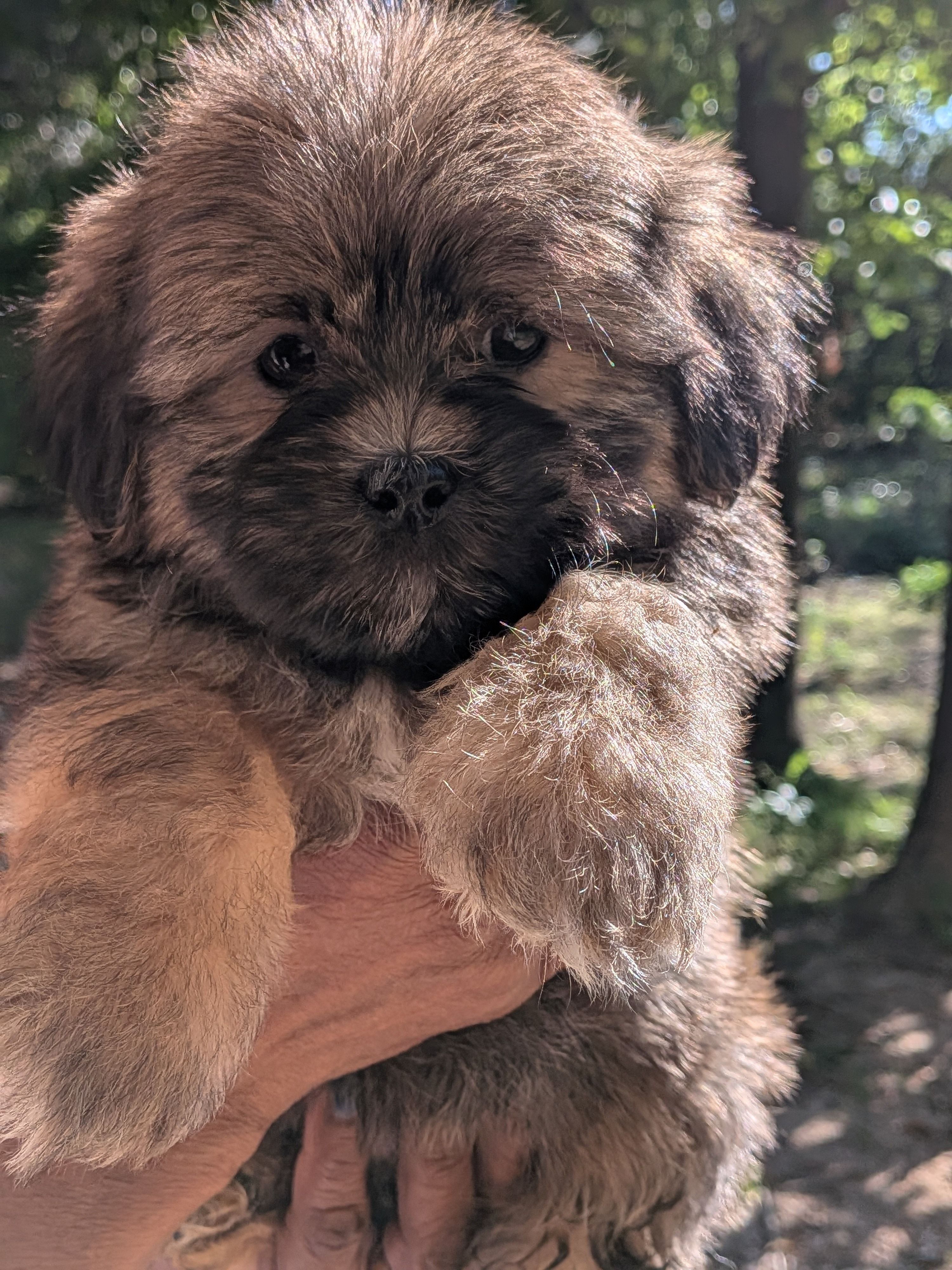 Bear 🐻 – Shih Tzu, Shichon puppy for sale in Macon, GA
