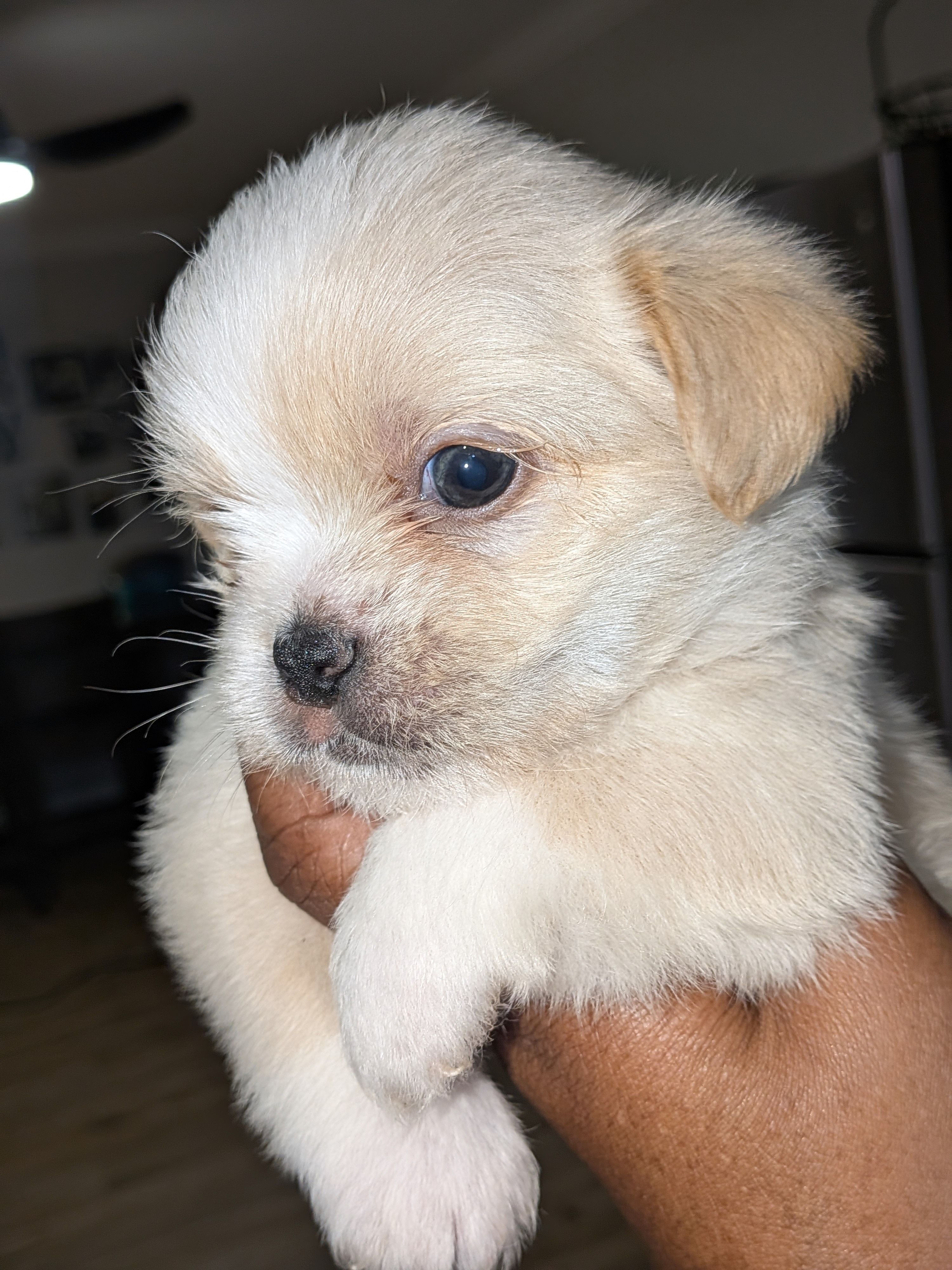 Moonpie, a male Shih Tzu and Shorkie for sale in Macon, GA – Photo 2 of 5