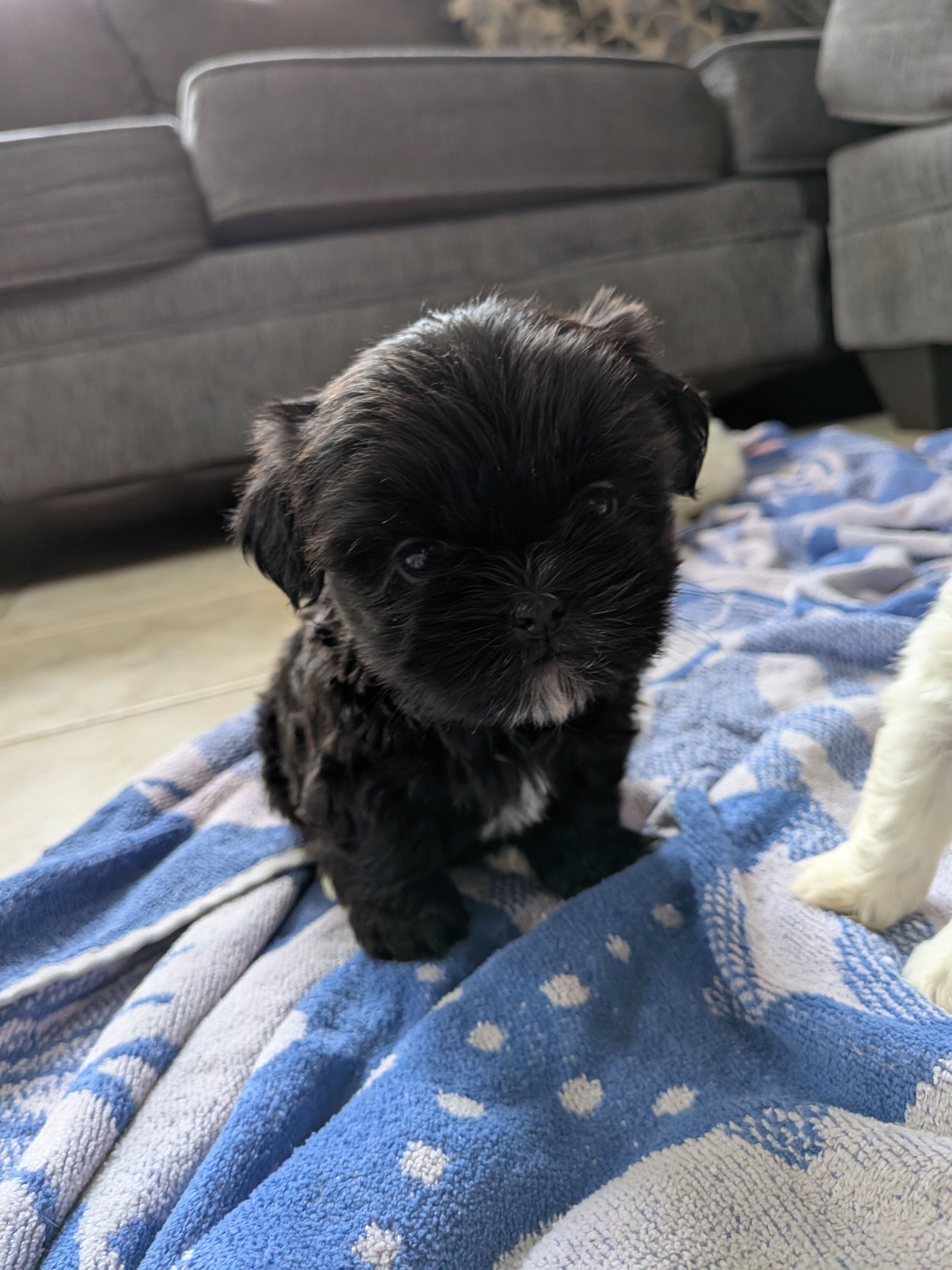 Kimme, a female Shih Tzu and Shichon for sale in Macon, GA – Photo 2 of 8