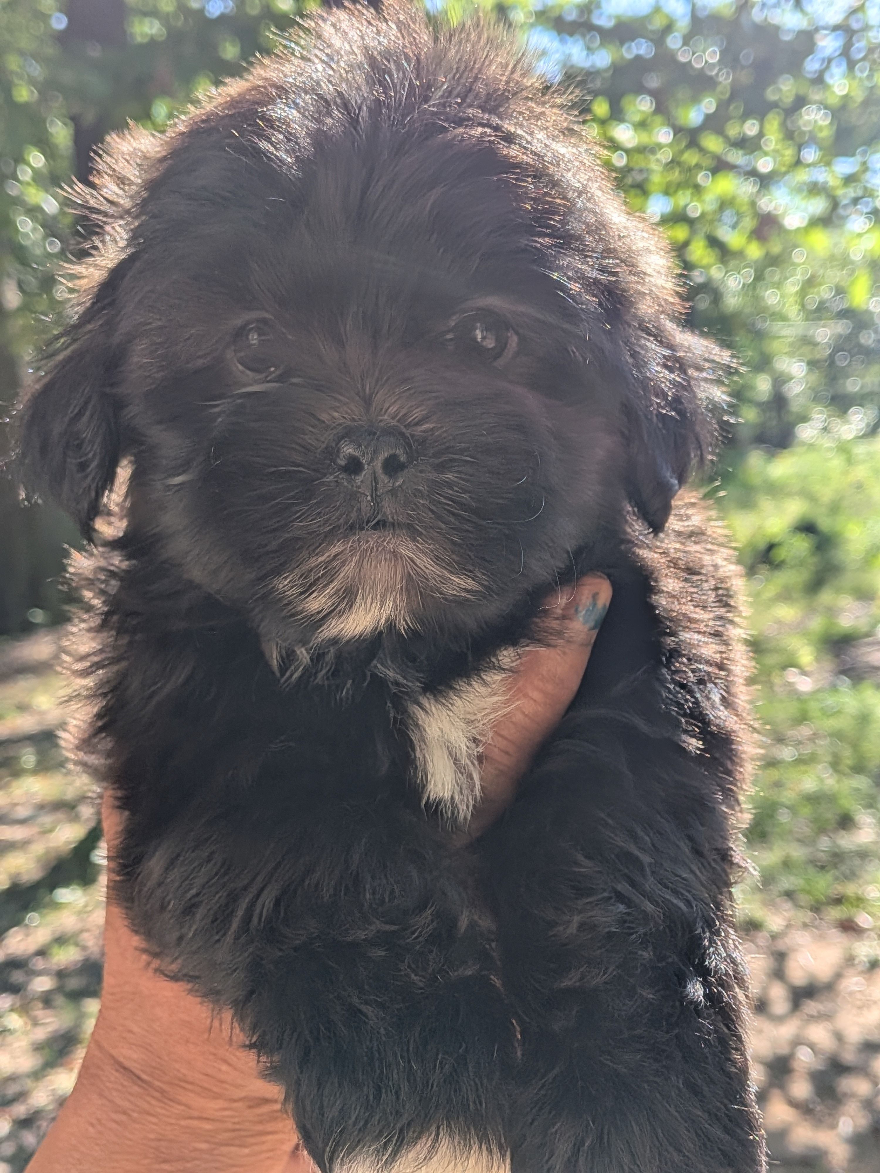 Zeus, a male Shih Tzu and Shichon for sale in Macon, GA – Photo 2 of 8