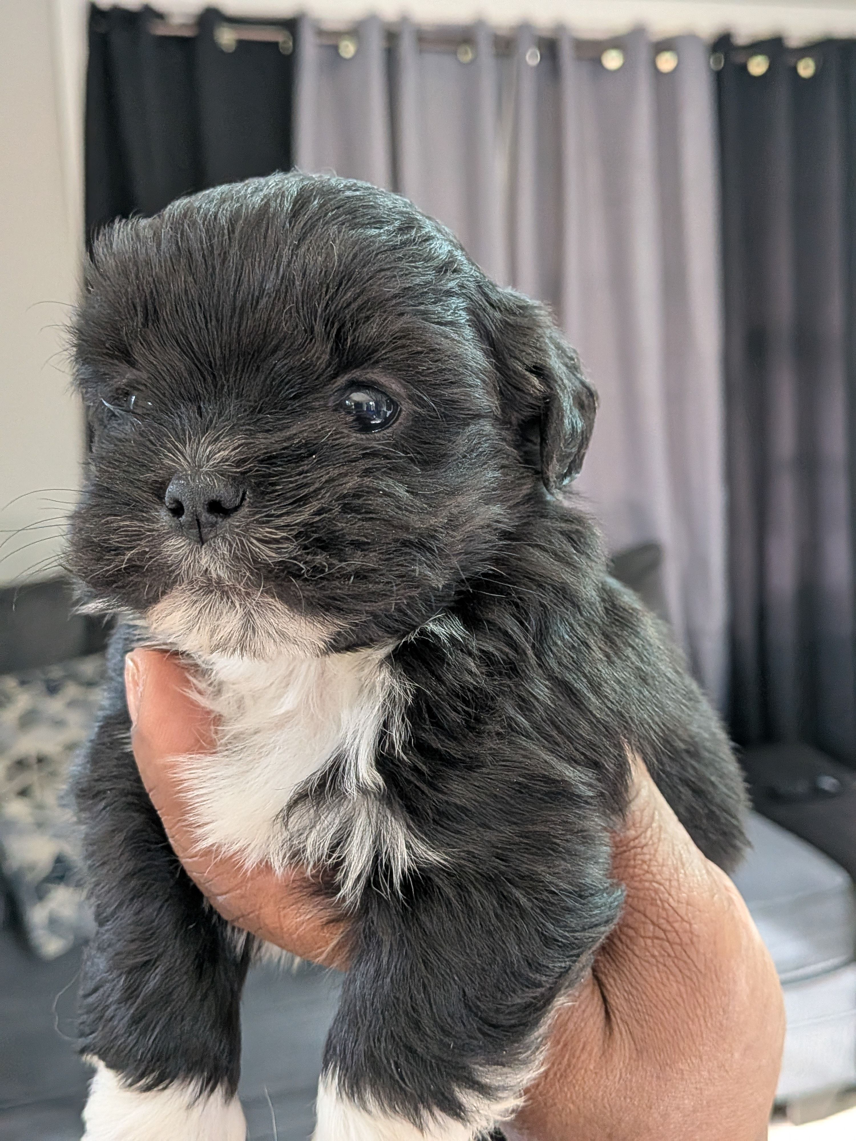 Seth, a male Shih Tzu and Shorkie for sale in Macon, GA – Photo 2 of 4