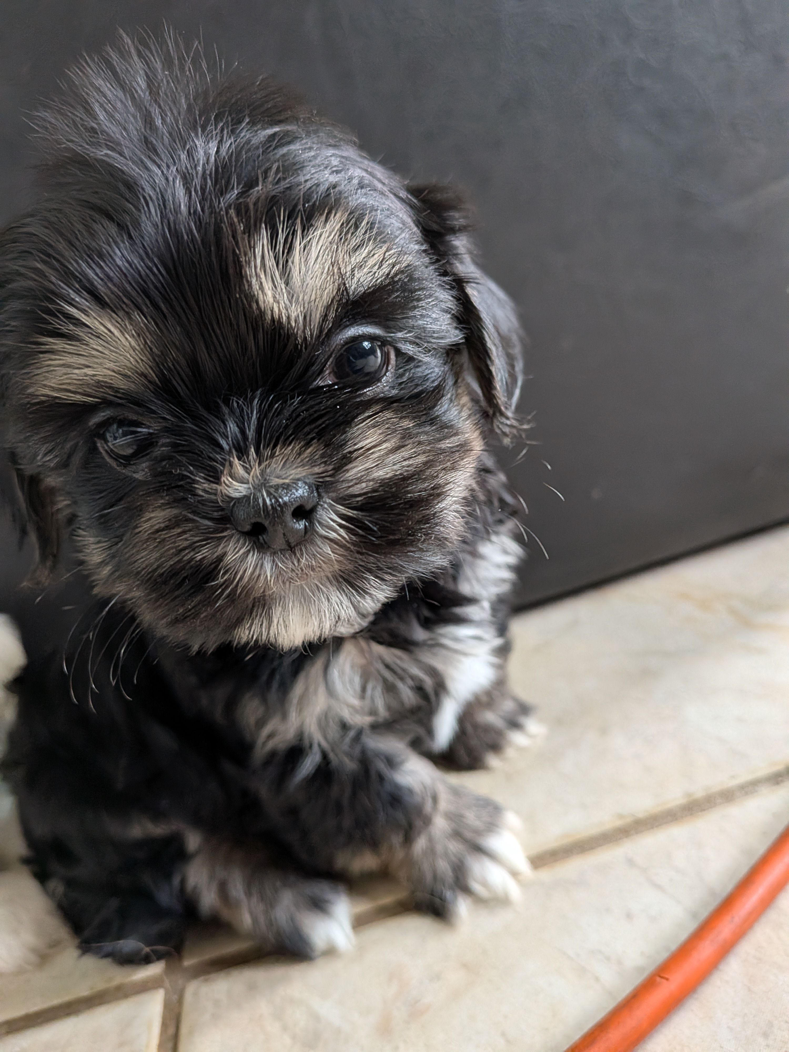 Root, a male Shih Tzu and Shichon for sale in Macon, GA – Photo 6 of 7