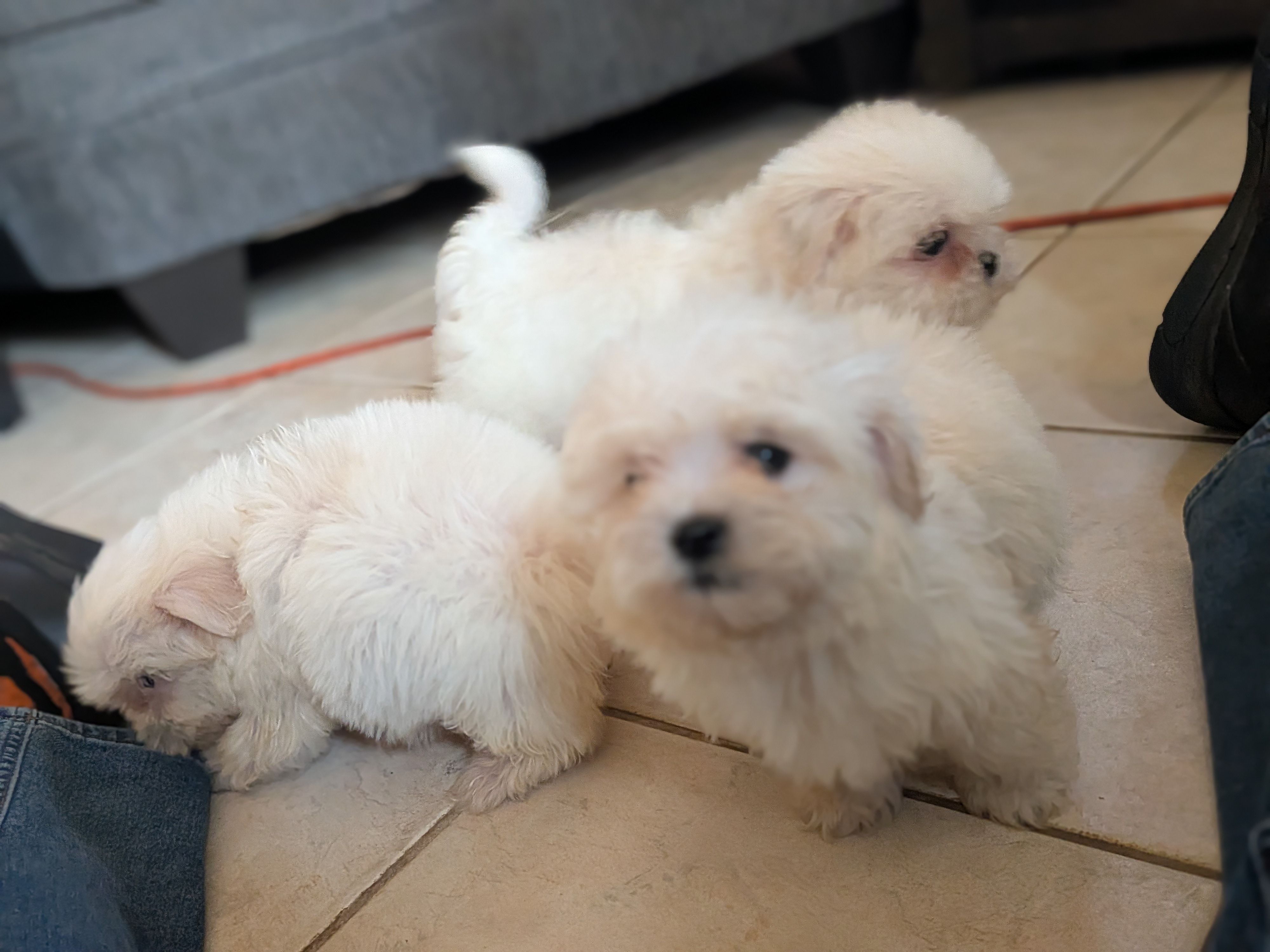 Sassy, a female Shih Tzu and Shichon for sale in Macon, GA – 2 of 2