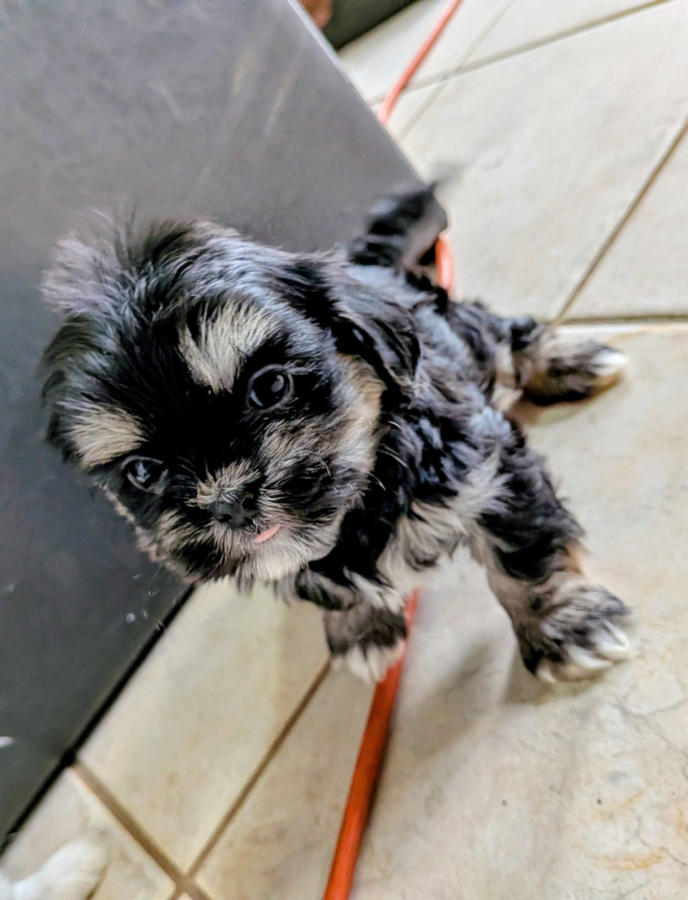 Root, a male Shih Tzu and Shichon for sale in Macon, GA – Photo 5 of 7