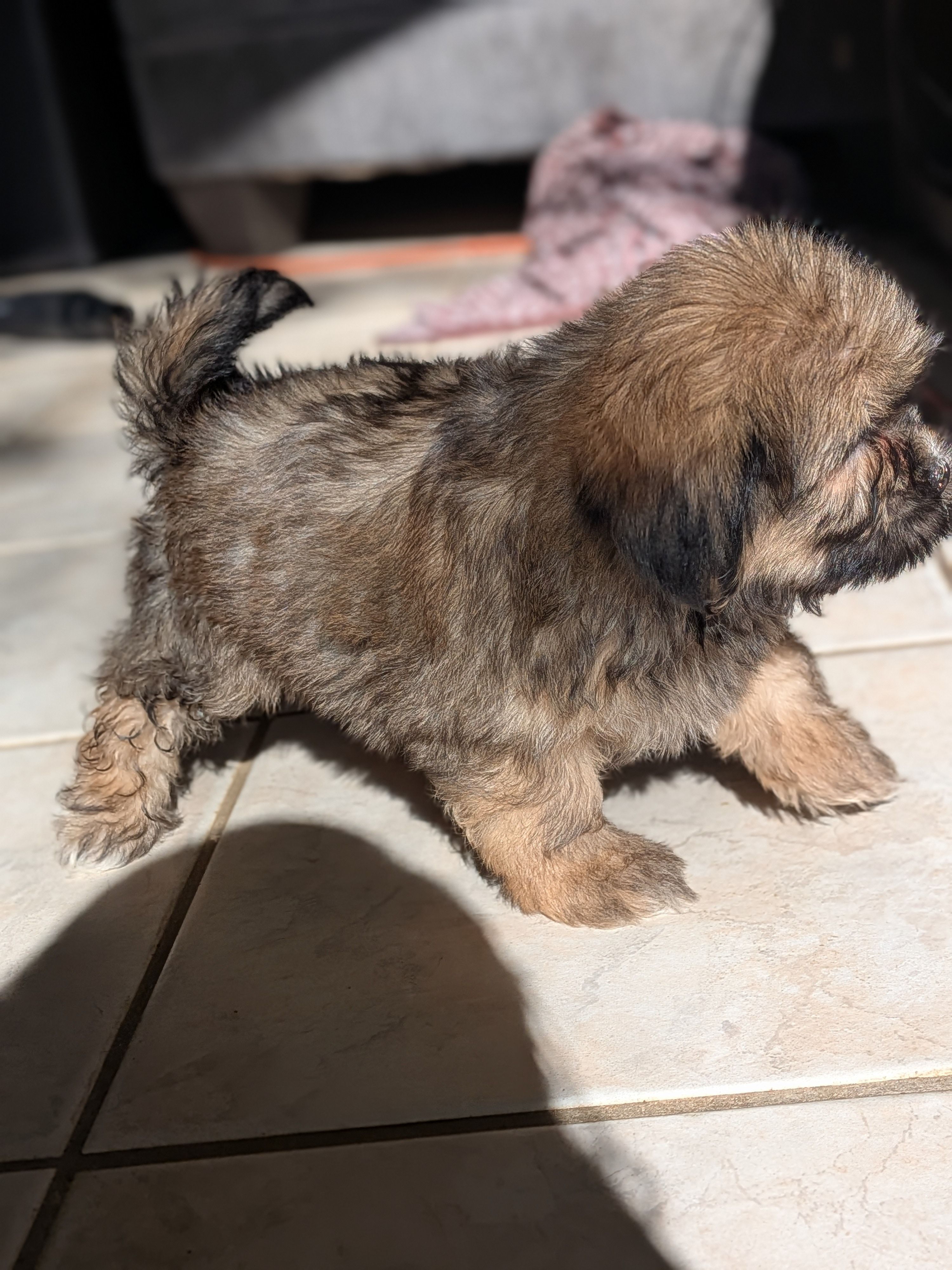 Bear 🐻, a male Shih Tzu and Shichon for sale in Macon, GA – Photo 6 of 10