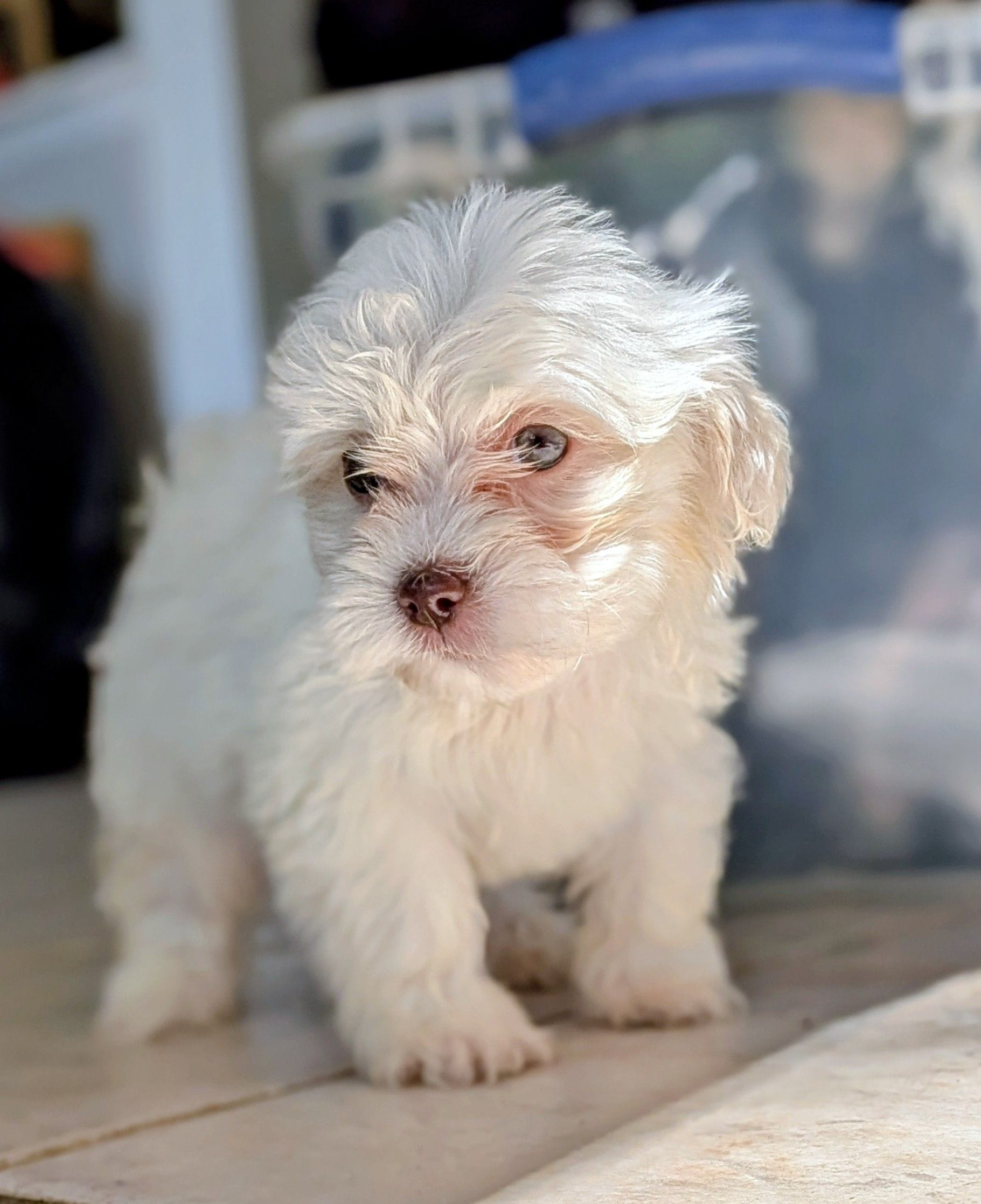 Rain – Shih Tzu, Shichon puppy for sale in Macon, GA