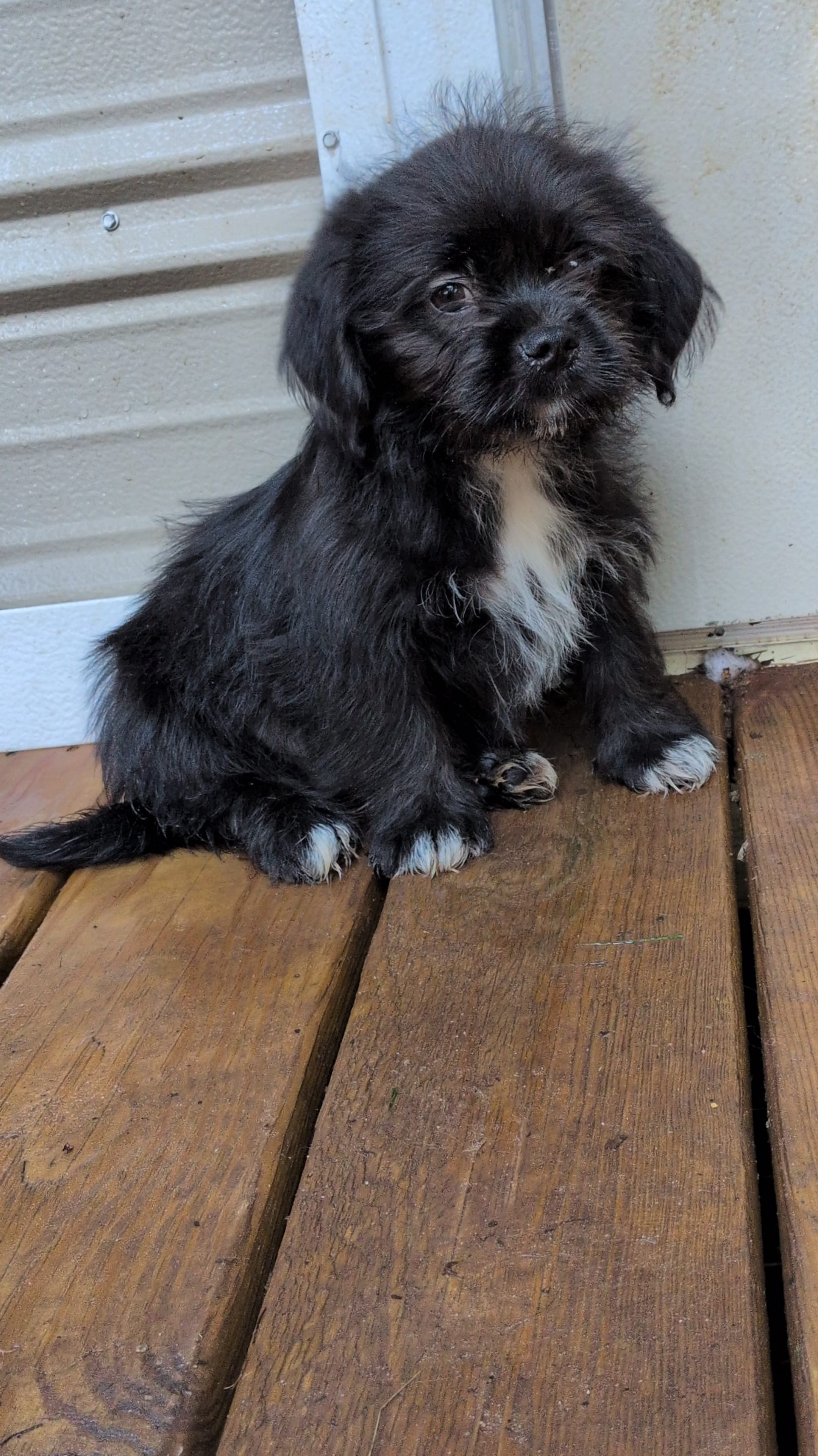 Black boy – Shih Tzu puppy for sale in Macon, GA