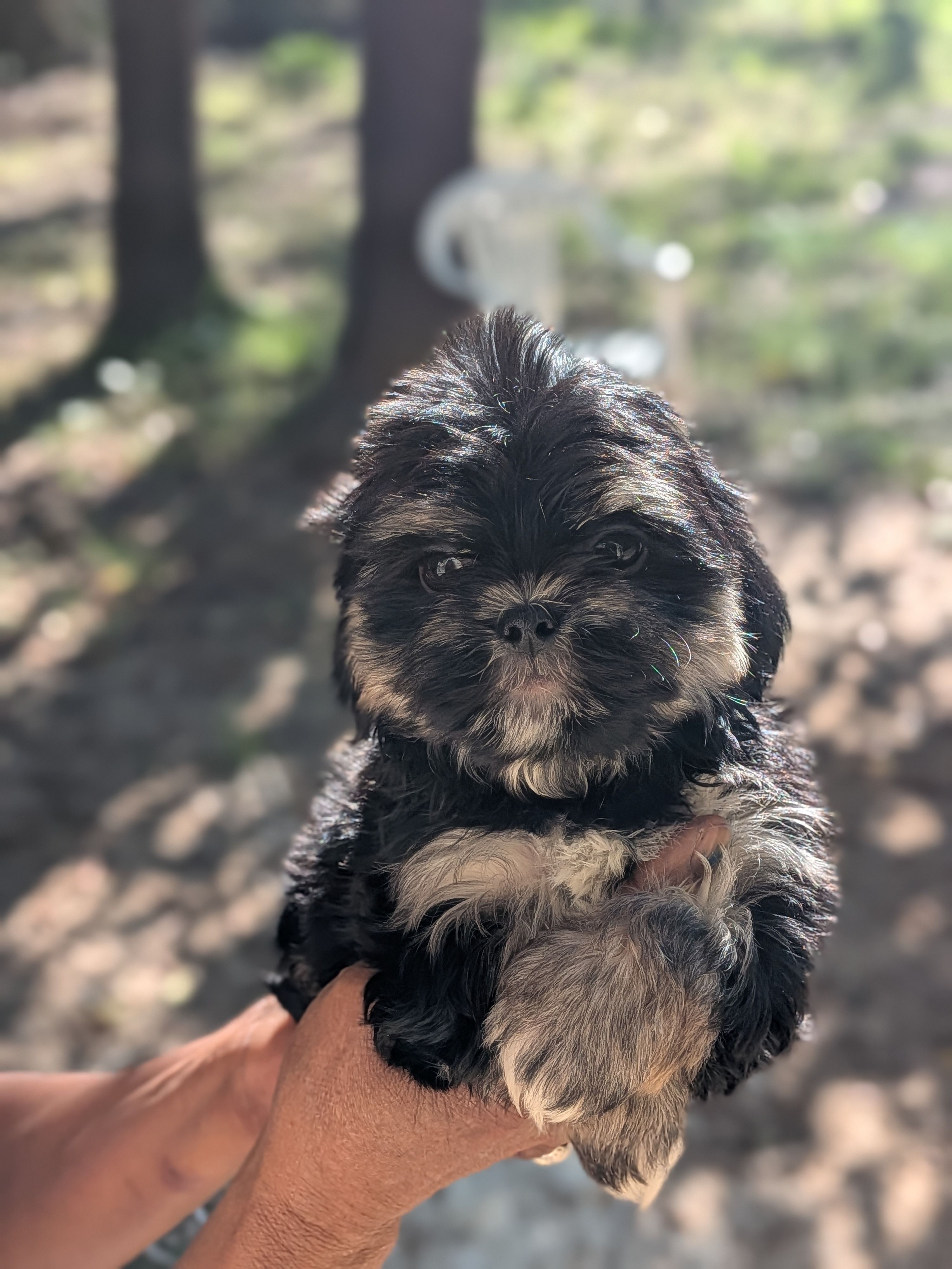 Root, a male Shih Tzu and Shichon for sale in Macon, GA – Photo 2 of 7