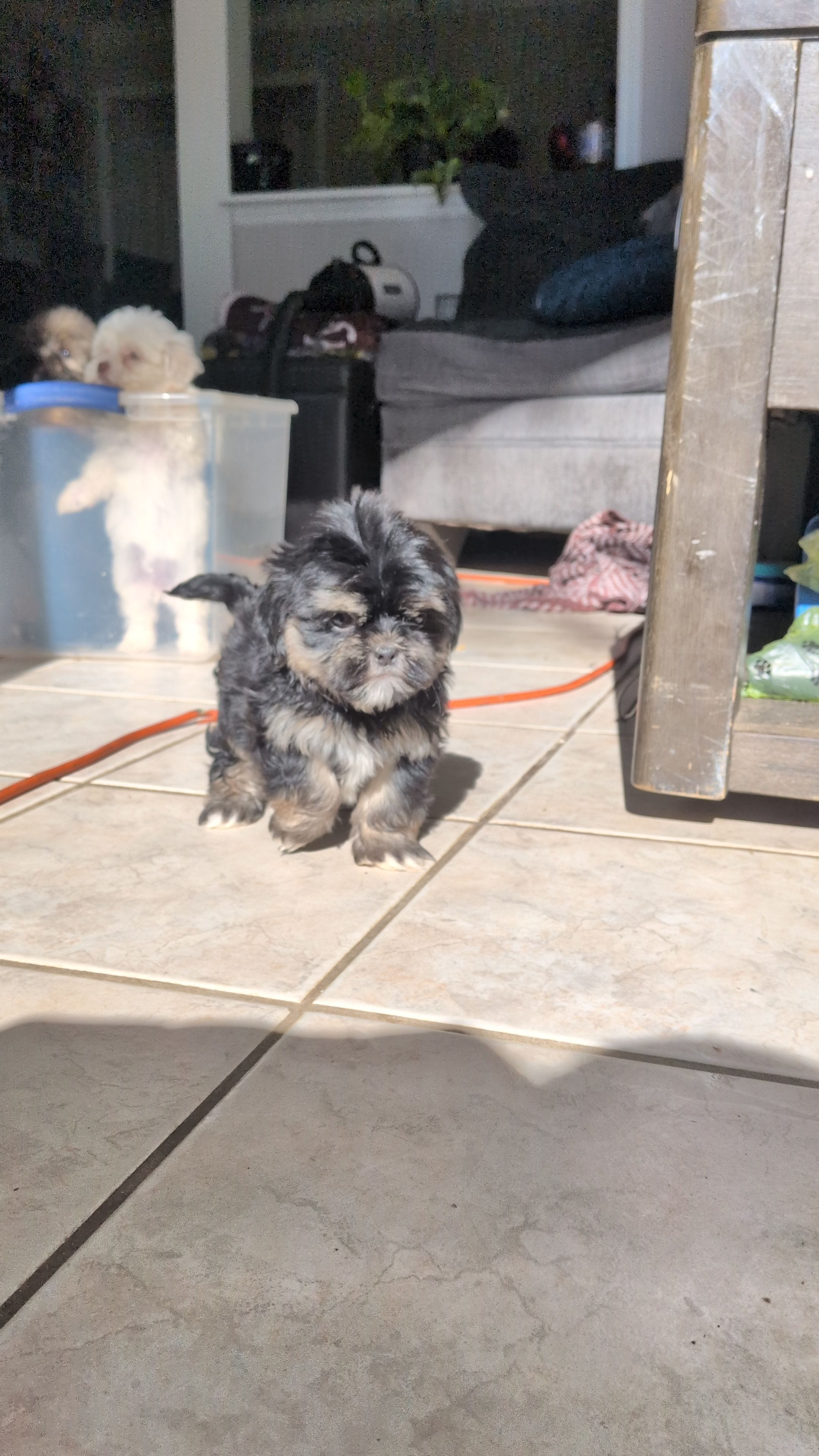 Root, a male Shih Tzu and Shichon for sale in Macon, GA – Photo 4 of 7