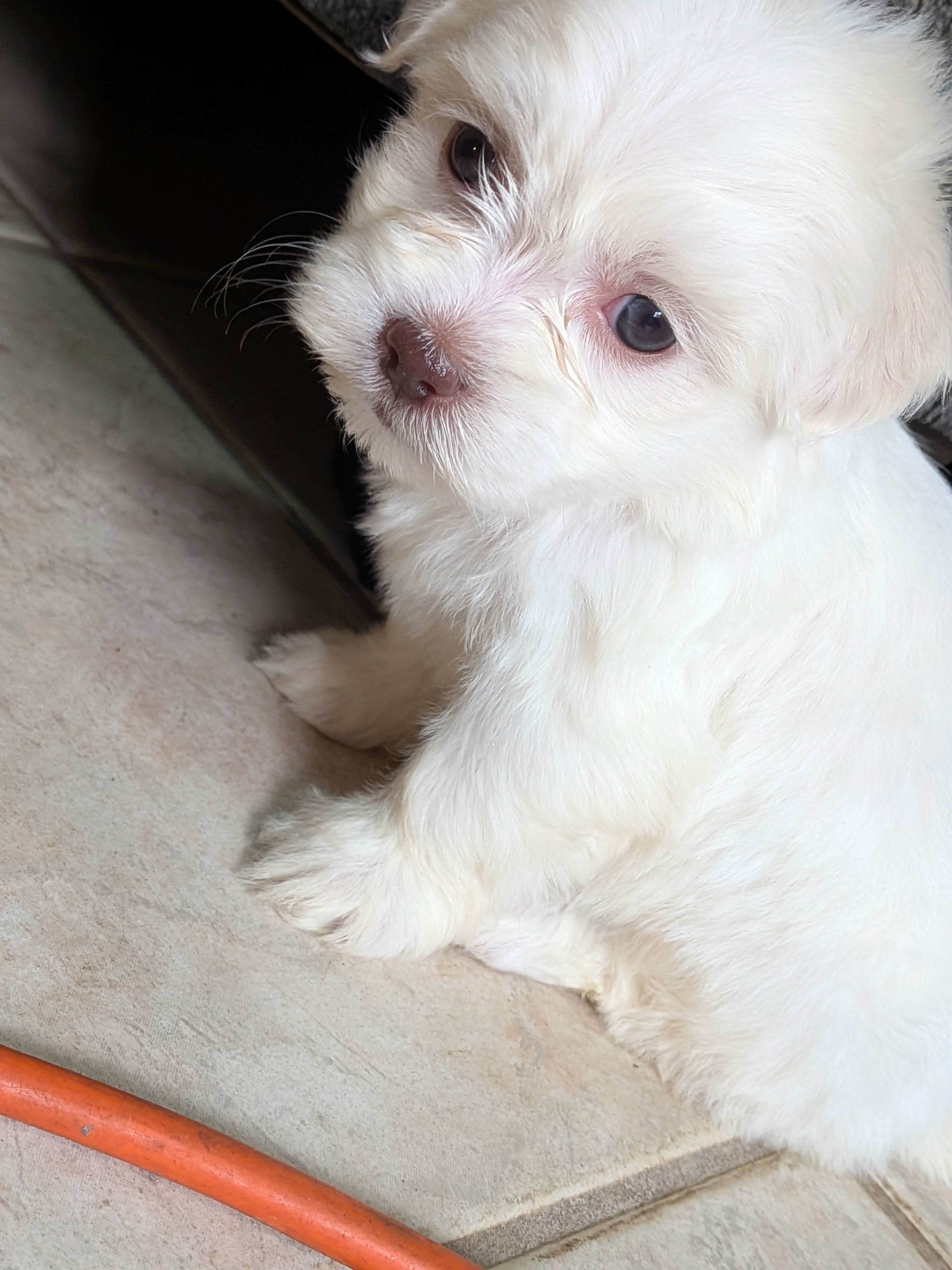 Rain, a female Shih Tzu and Shichon for sale in Macon, GA – Photo 8 of 10