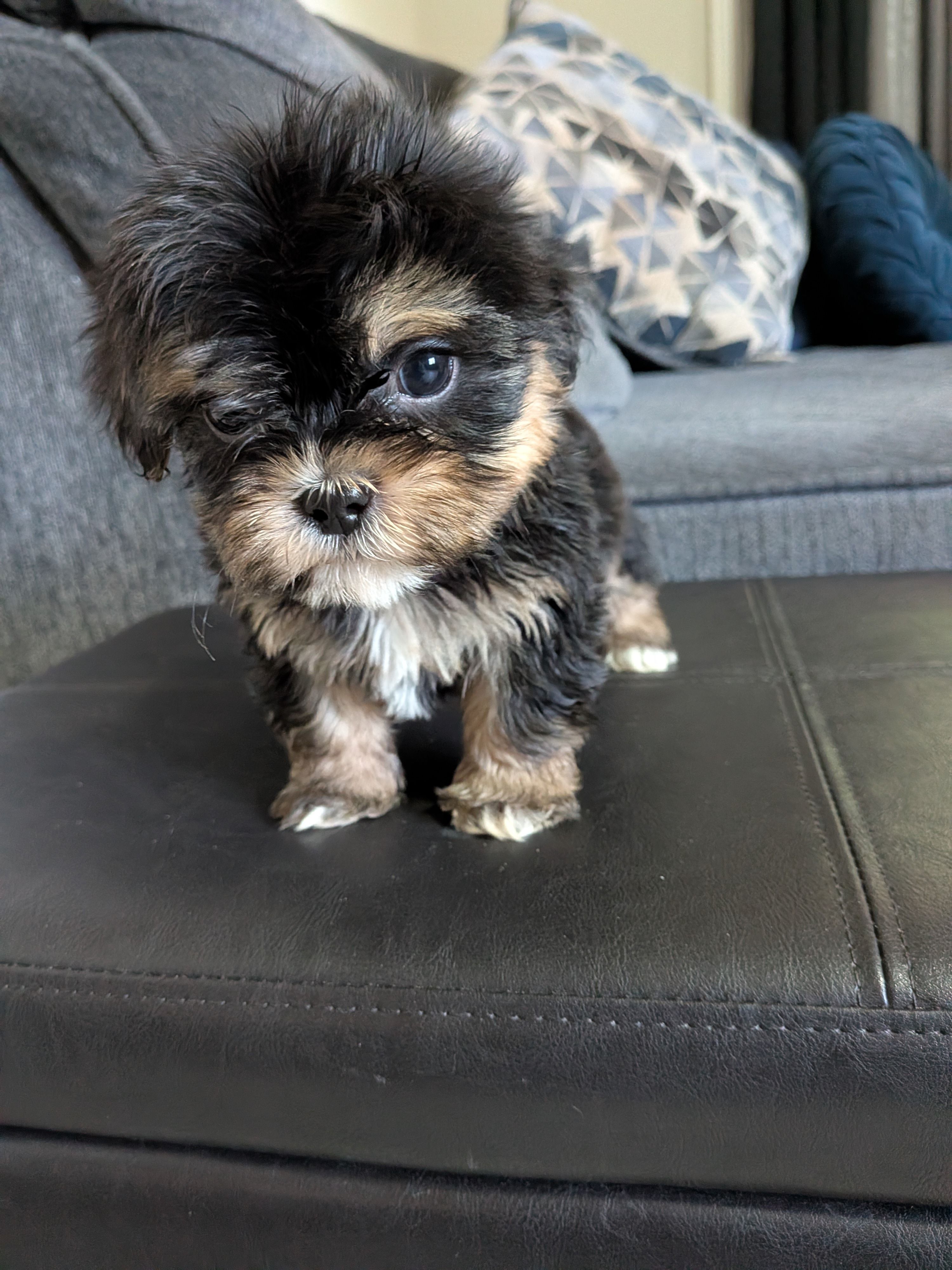 Kiwi, a male Shih Tzu and Shichon for sale in Macon, GA – 3 of 5
