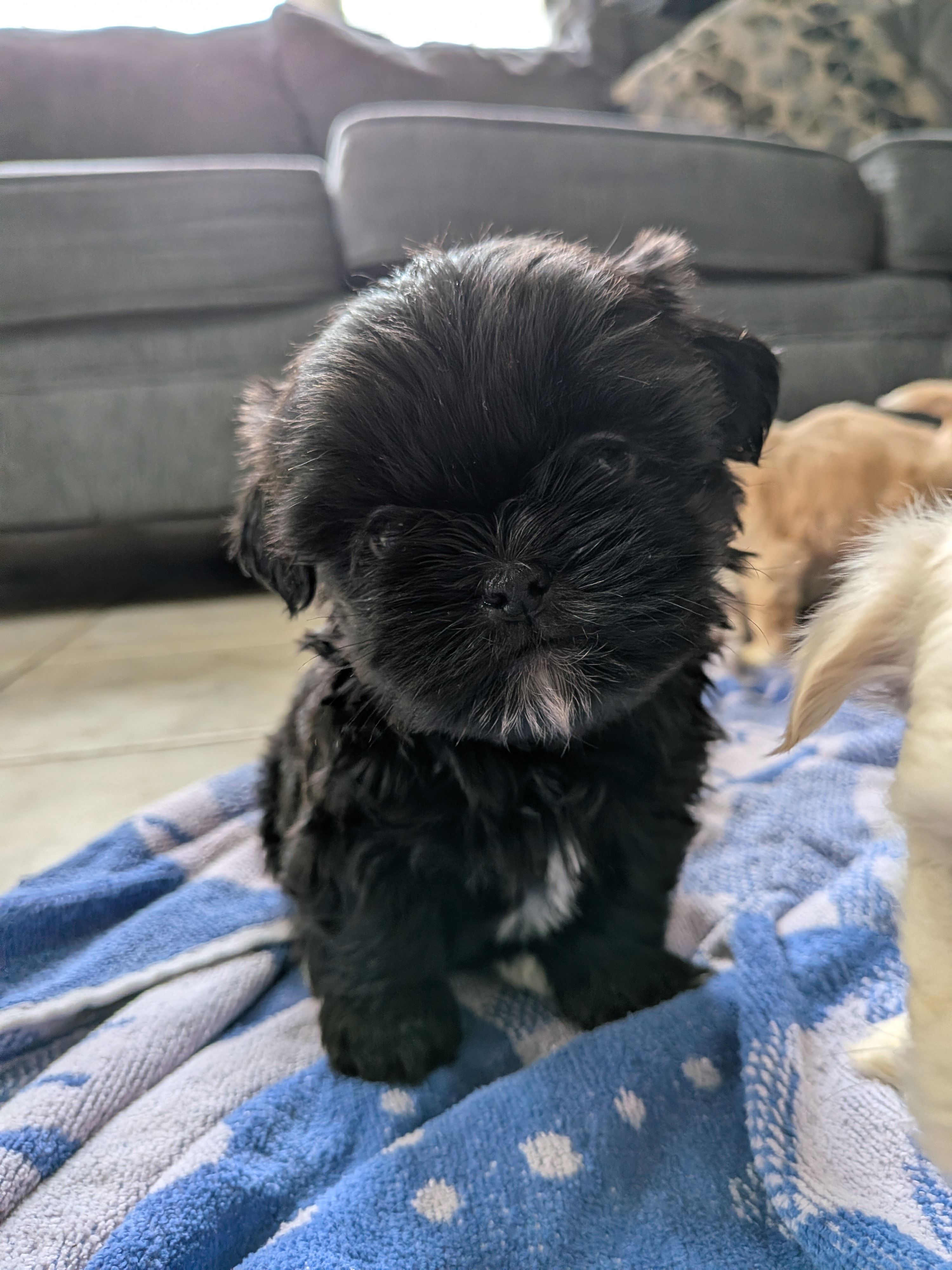 Kimme – Shih Tzu, Shichon puppy for sale in Macon, GA