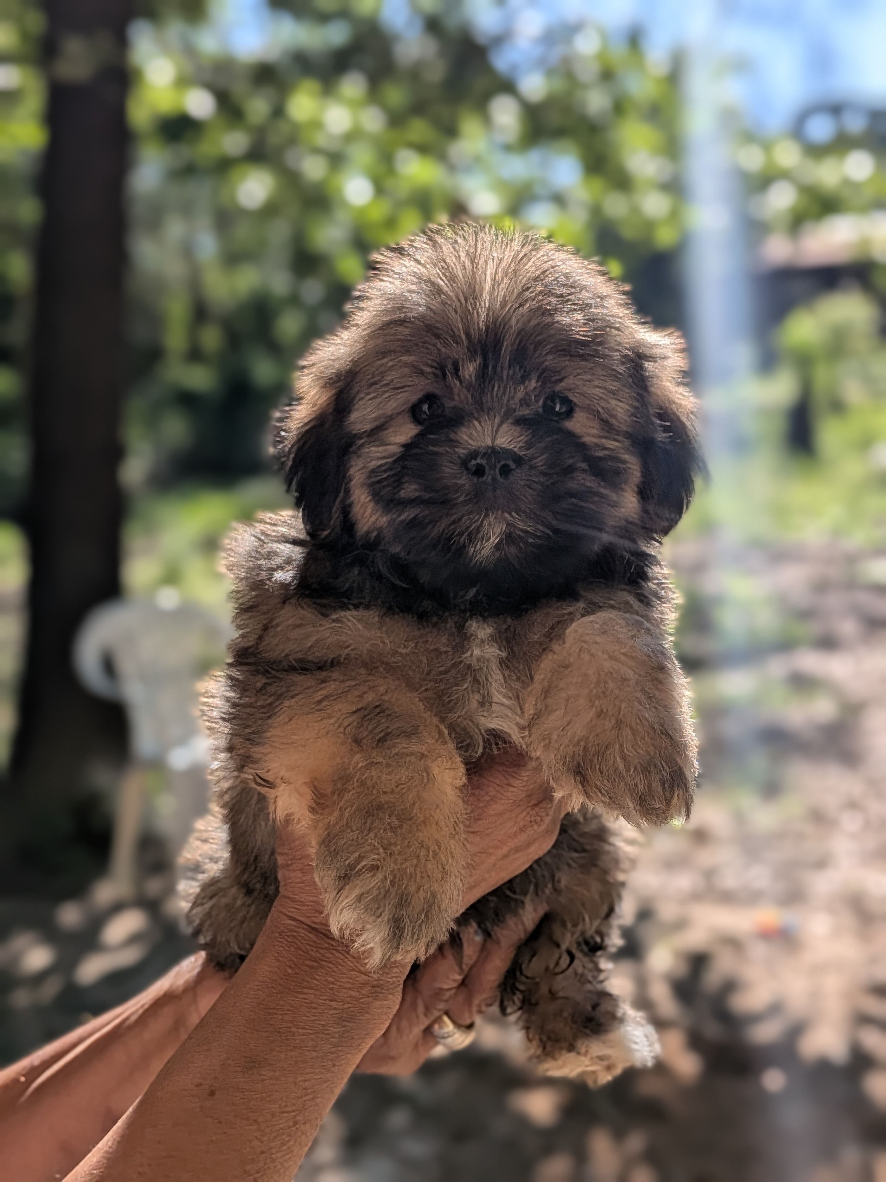 Bear 🐻, a male Shih Tzu and Shichon for sale in Macon, GA – Photo 8 of 10